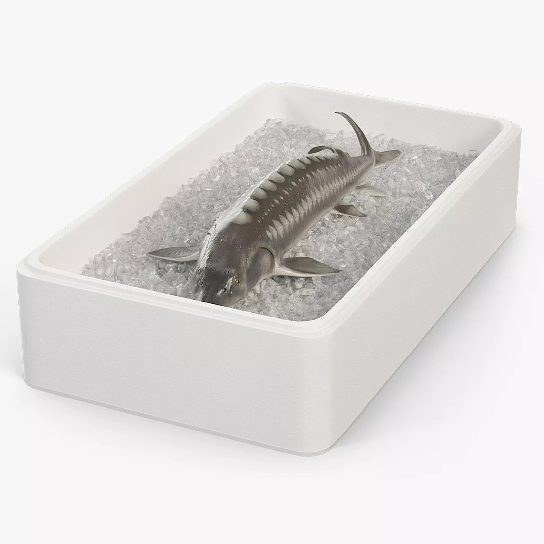 Fresh White Sturgeon 3D Model – Realistic PBR Fish in Storage Tray - View 8