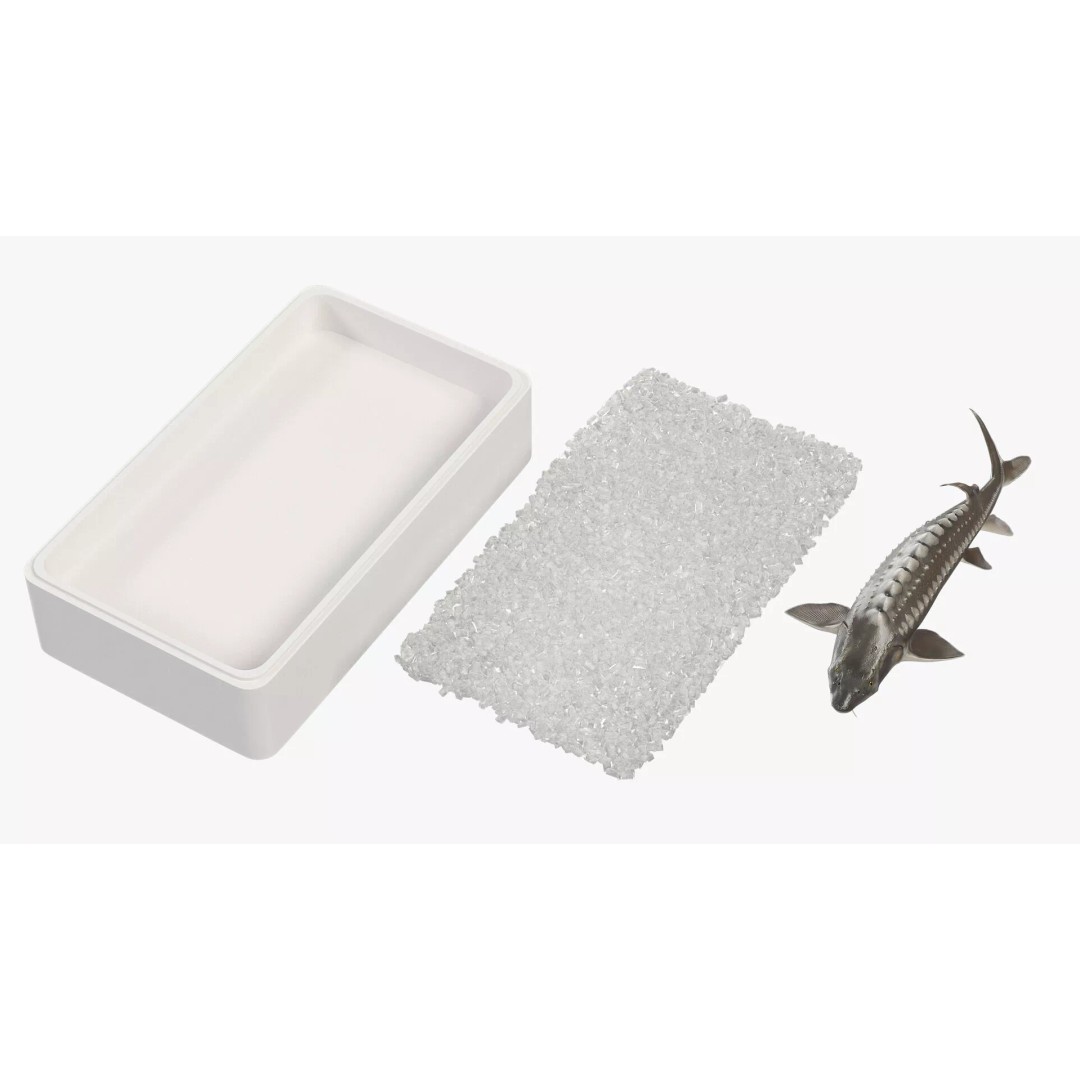 Fresh White Sturgeon 3D Model – Realistic PBR Fish in Storage Tray - View 9