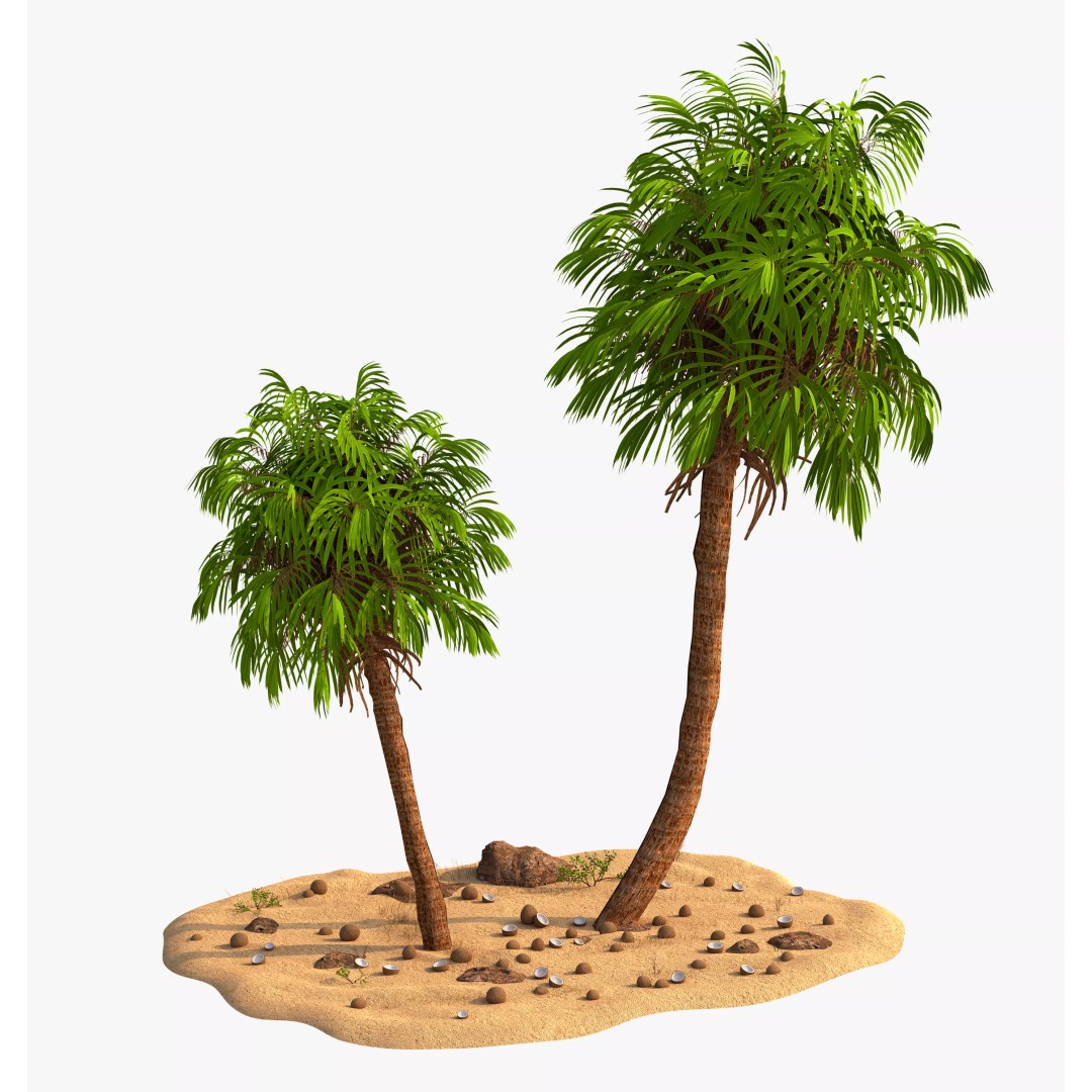 Coconut Palm 3D Model – Photorealistic Tropical Asset, FBX, Blender - View 2