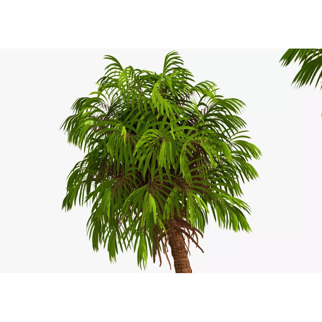 Coconut Palm 3D Model – Photorealistic Tropical Asset, FBX, Blender - View 5
