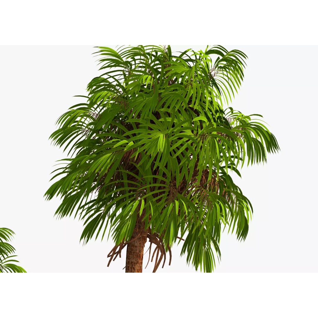 Coconut Palm 3D Model – Photorealistic Tropical Asset, FBX, Blender - View 8