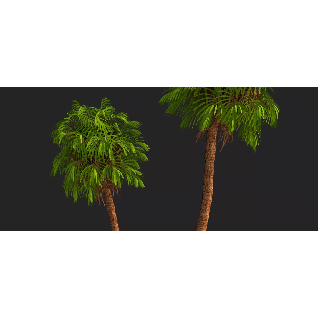 Coconut Palm 3D Model – Photorealistic Tropical Asset, FBX, Blender - View 9