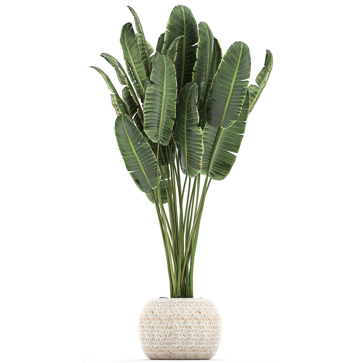 Houseplants in Rattan Basket - Game-Ready 3D Model - View 14