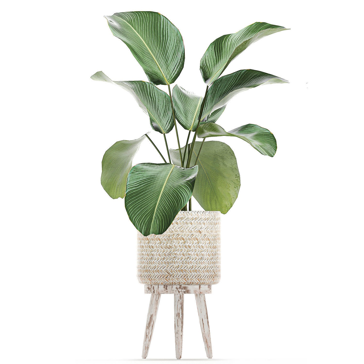 Houseplants in Rattan Basket - Game-Ready 3D Model - View 15