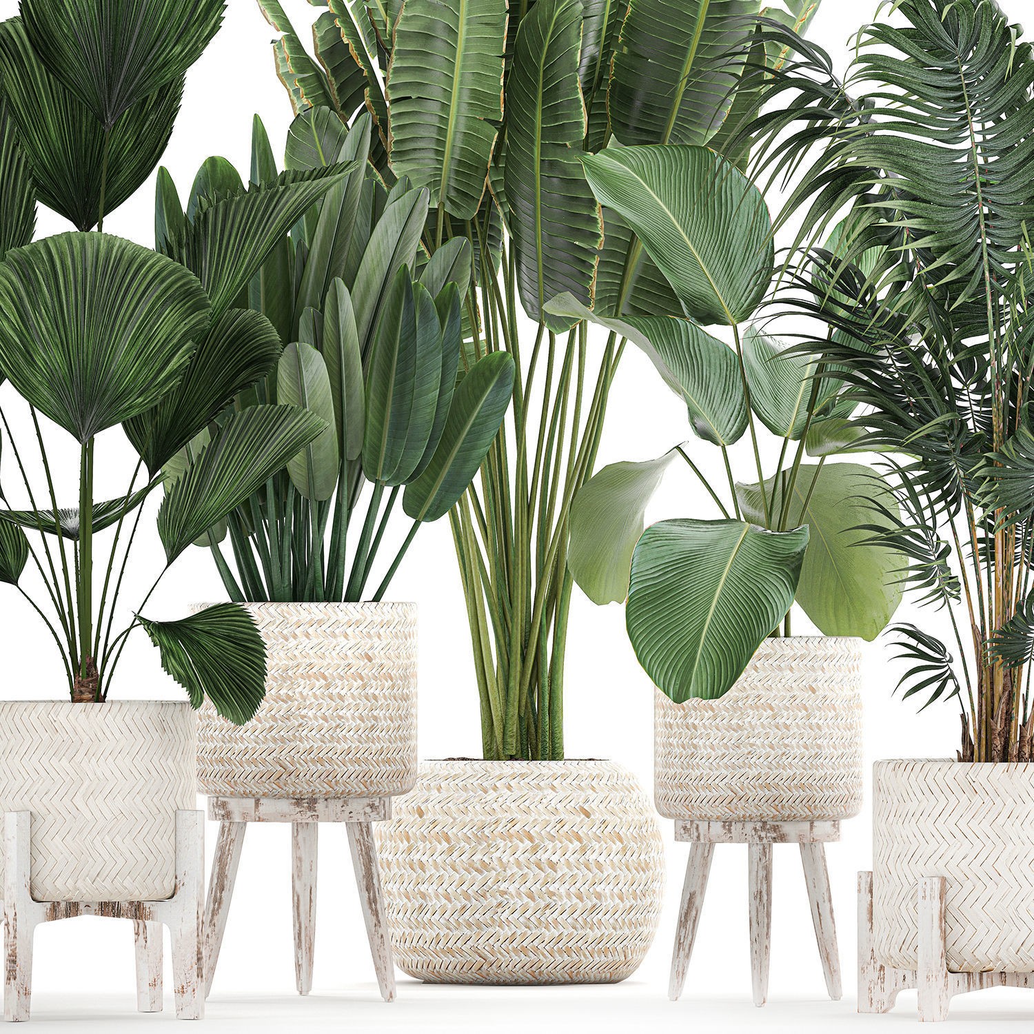 Houseplants in Rattan Basket - Game-Ready 3D Model - View 3