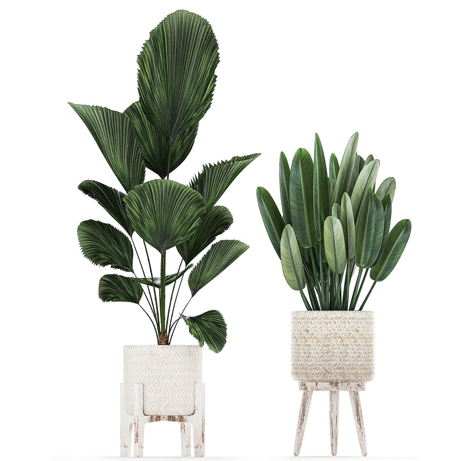 Houseplants in Rattan Basket - Game-Ready 3D Model - View 5