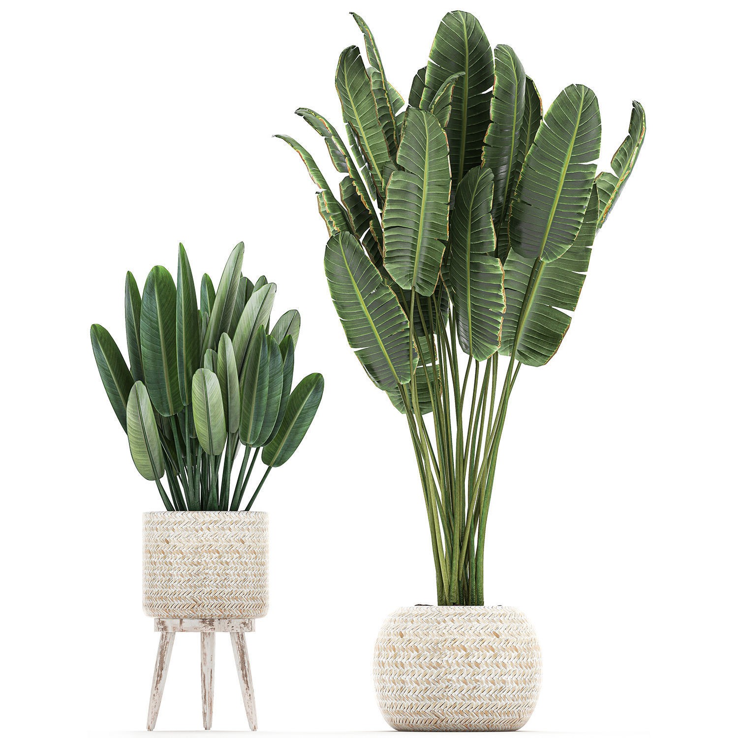 Houseplants in Rattan Basket - Game-Ready 3D Model - View 6