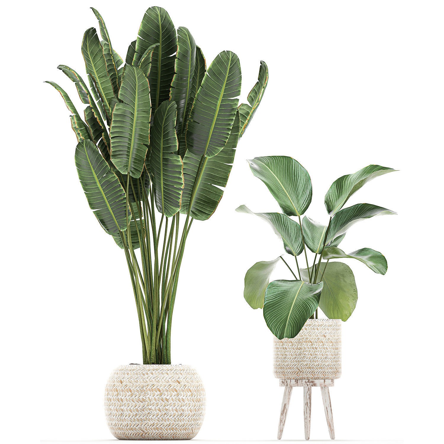 Houseplants in Rattan Basket - Game-Ready 3D Model - View 7