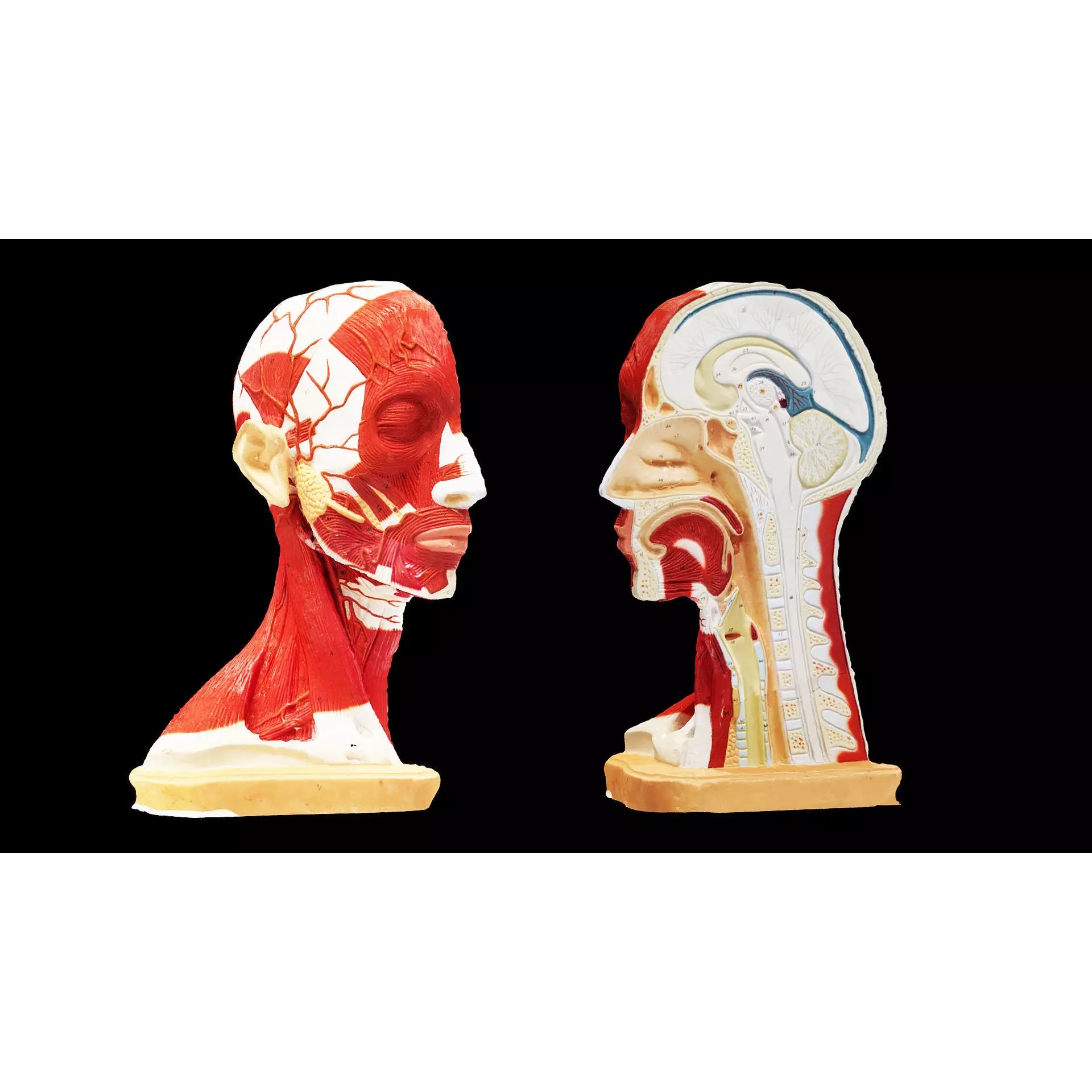 Human Head Muscle - Low-Poly Game-Ready 3D Model - View 2