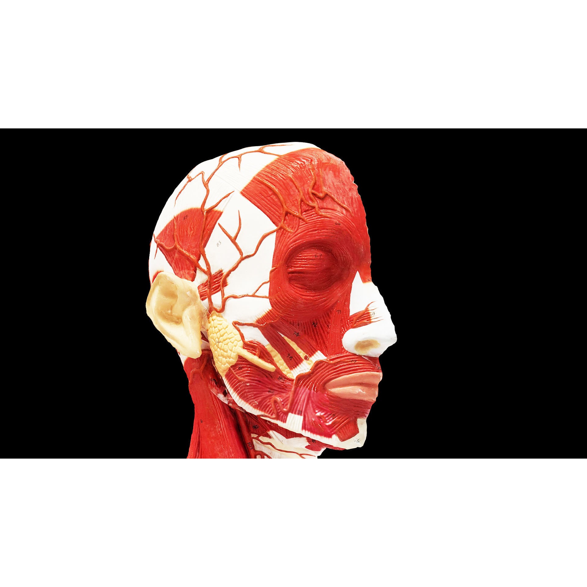 Human Head Muscle - Low-Poly Game-Ready 3D Model - View 3