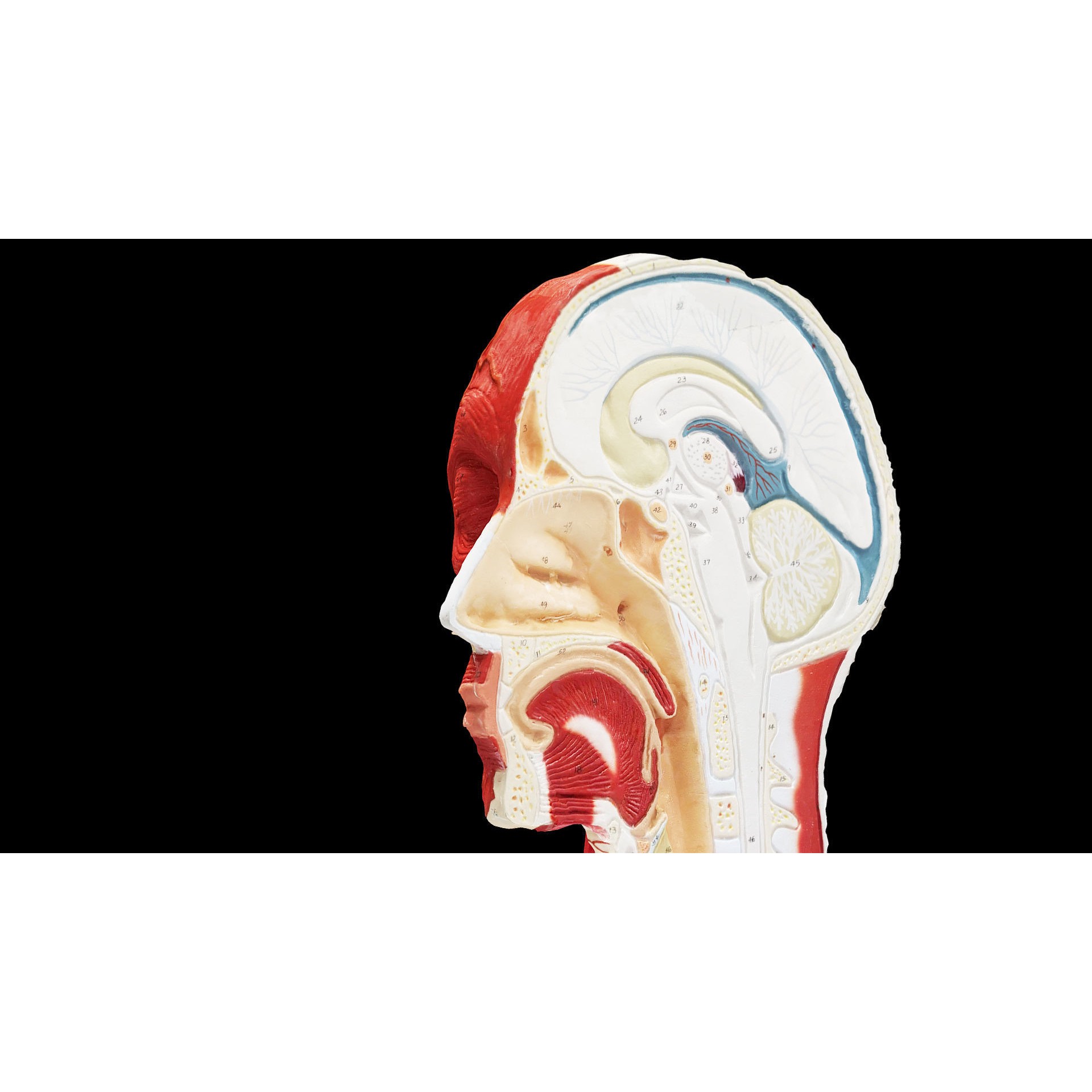 Human Head Muscle - Low-Poly Game-Ready 3D Model - View 4
