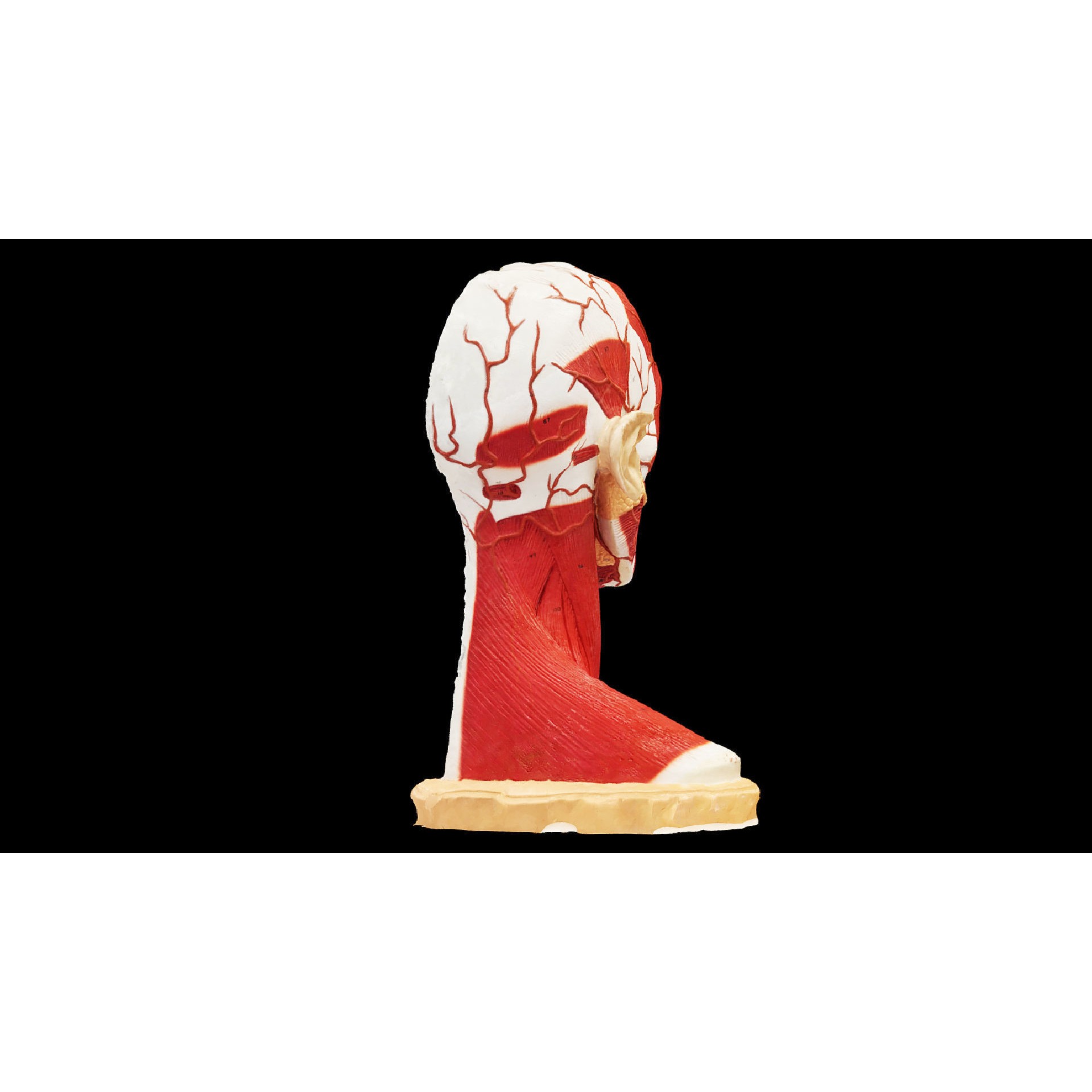 Human Head Muscle - Low-Poly Game-Ready 3D Model - View 5