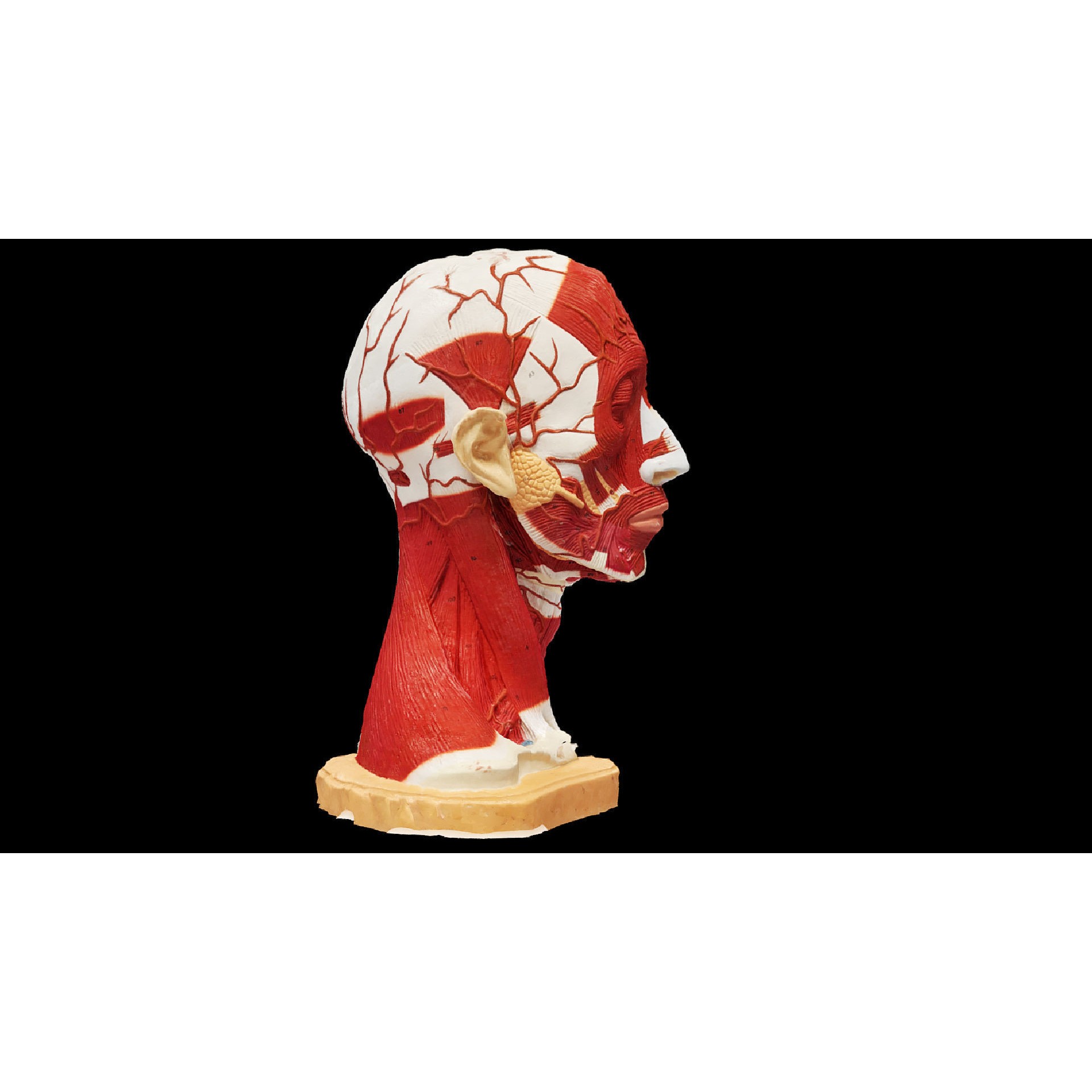 Human Head Muscle - Low-Poly Game-Ready 3D Model - View 6