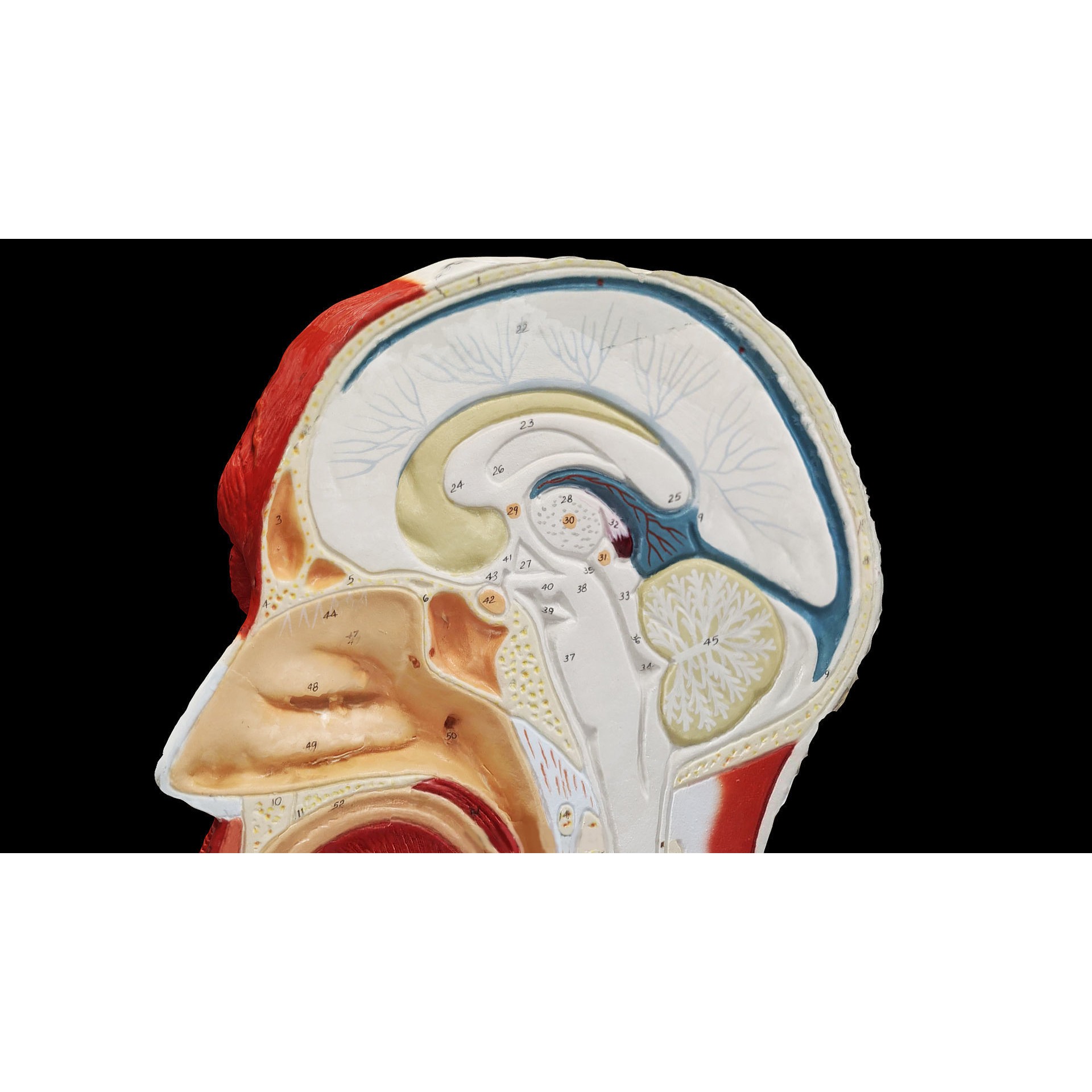 Human Head Muscle - Low-Poly Game-Ready 3D Model - View 7
