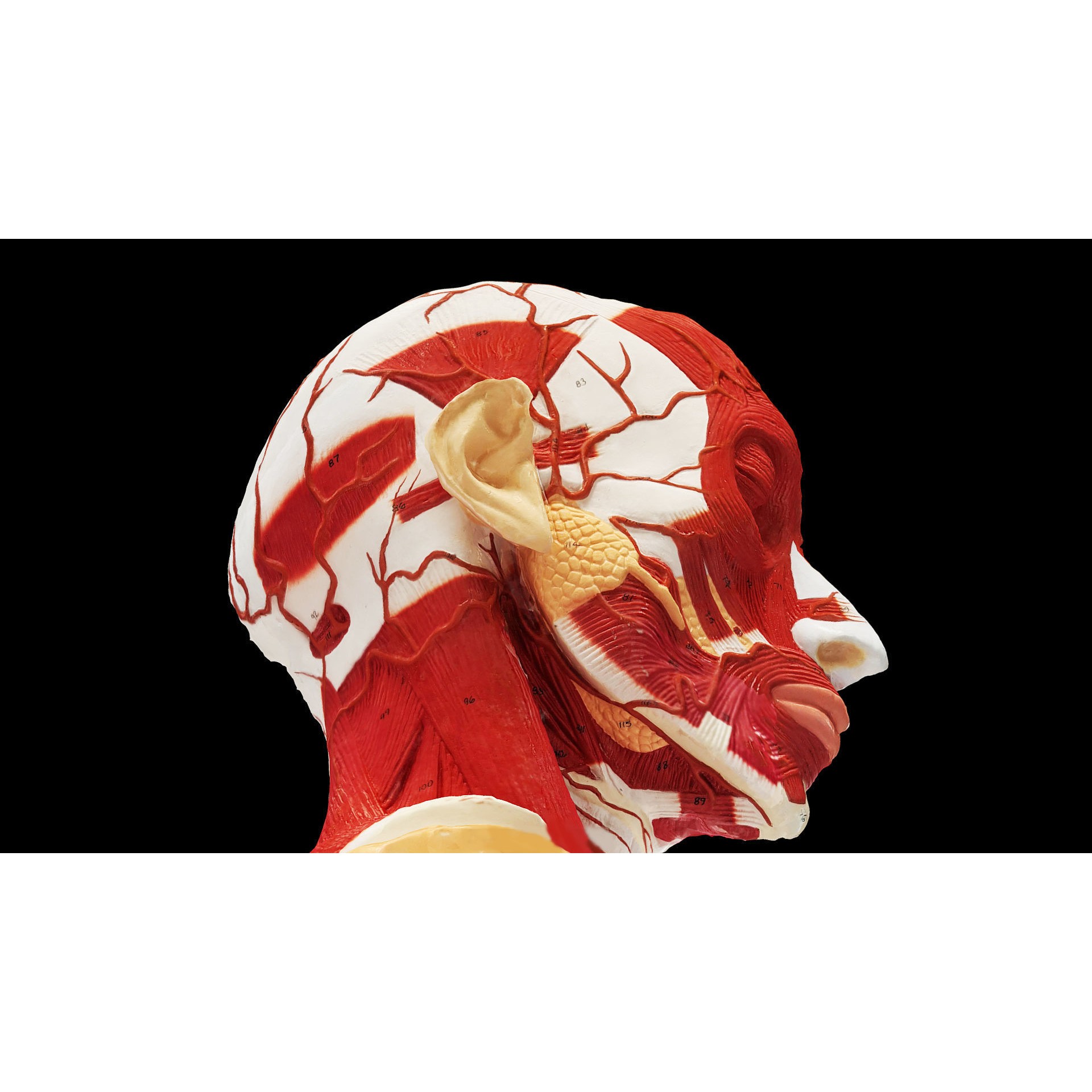 Human Head Muscle - Low-Poly Game-Ready 3D Model - View 8