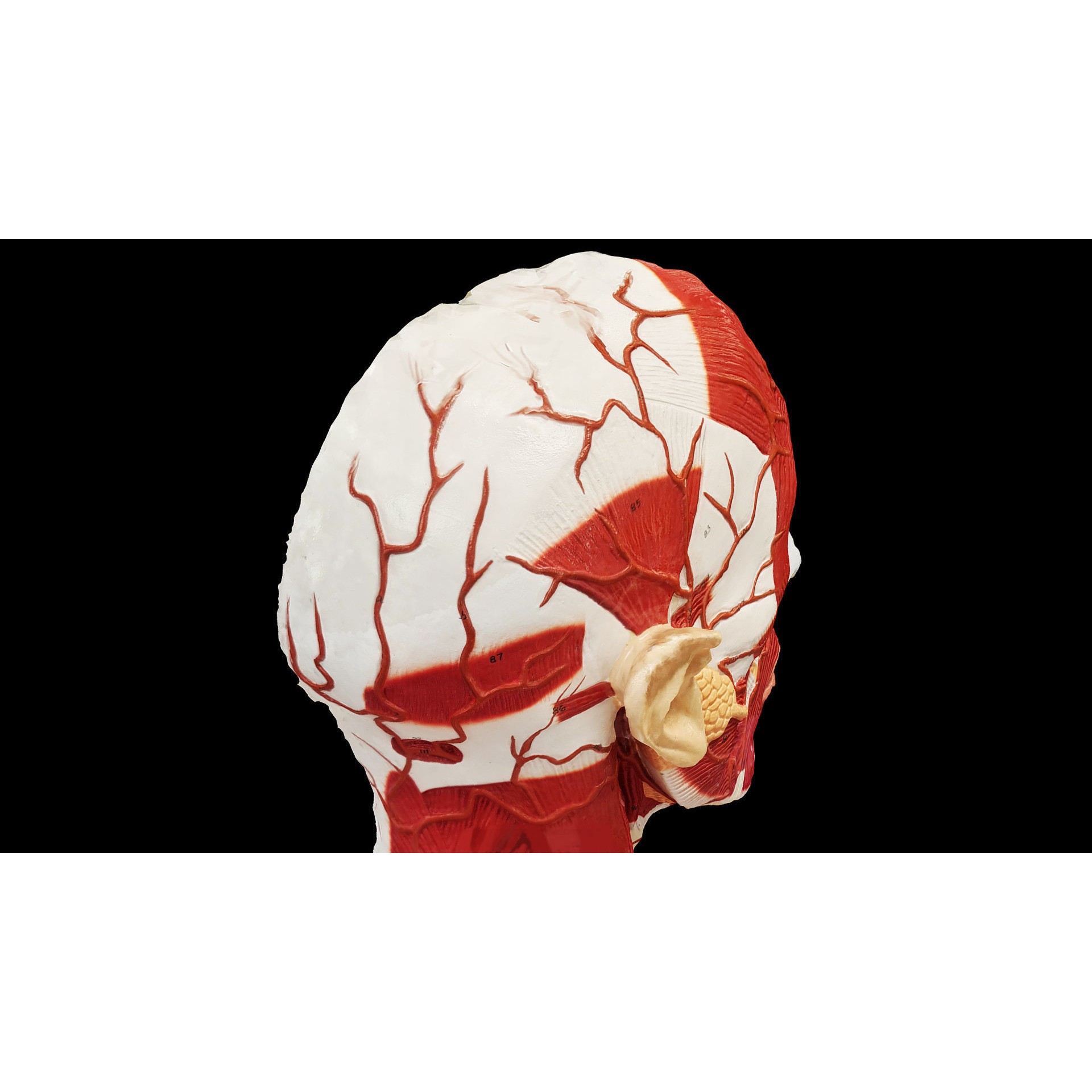 Human Head Muscle - Low-Poly Game-Ready 3D Model - View 9