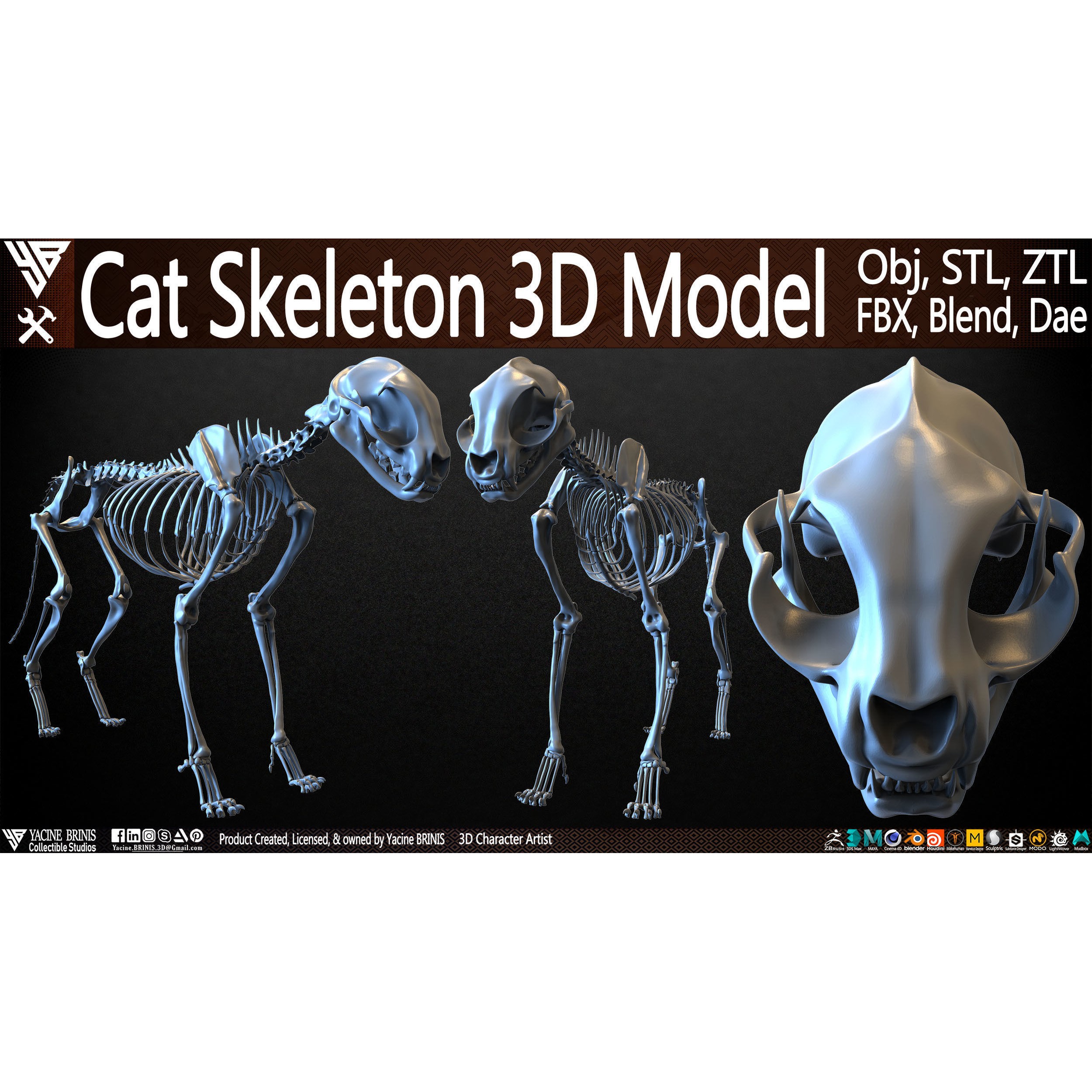 Cat Skeleton - Low-Poly Game-Ready 3D Model