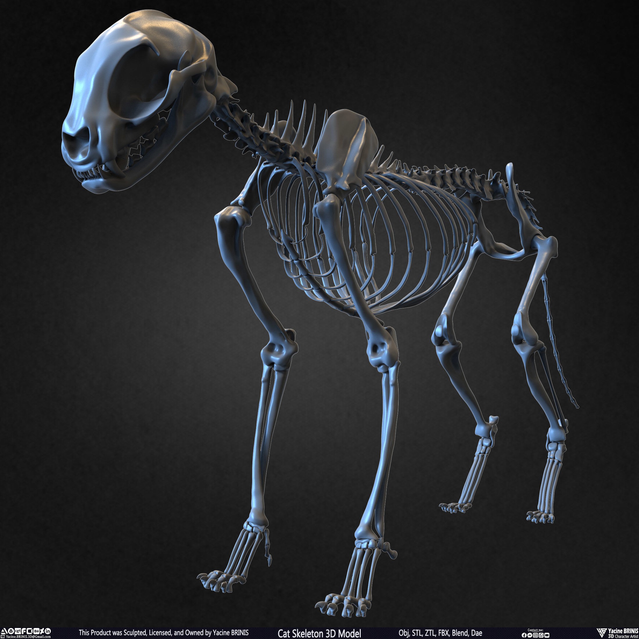 Cat Skeleton - Low-Poly Game-Ready 3D Model - View 10