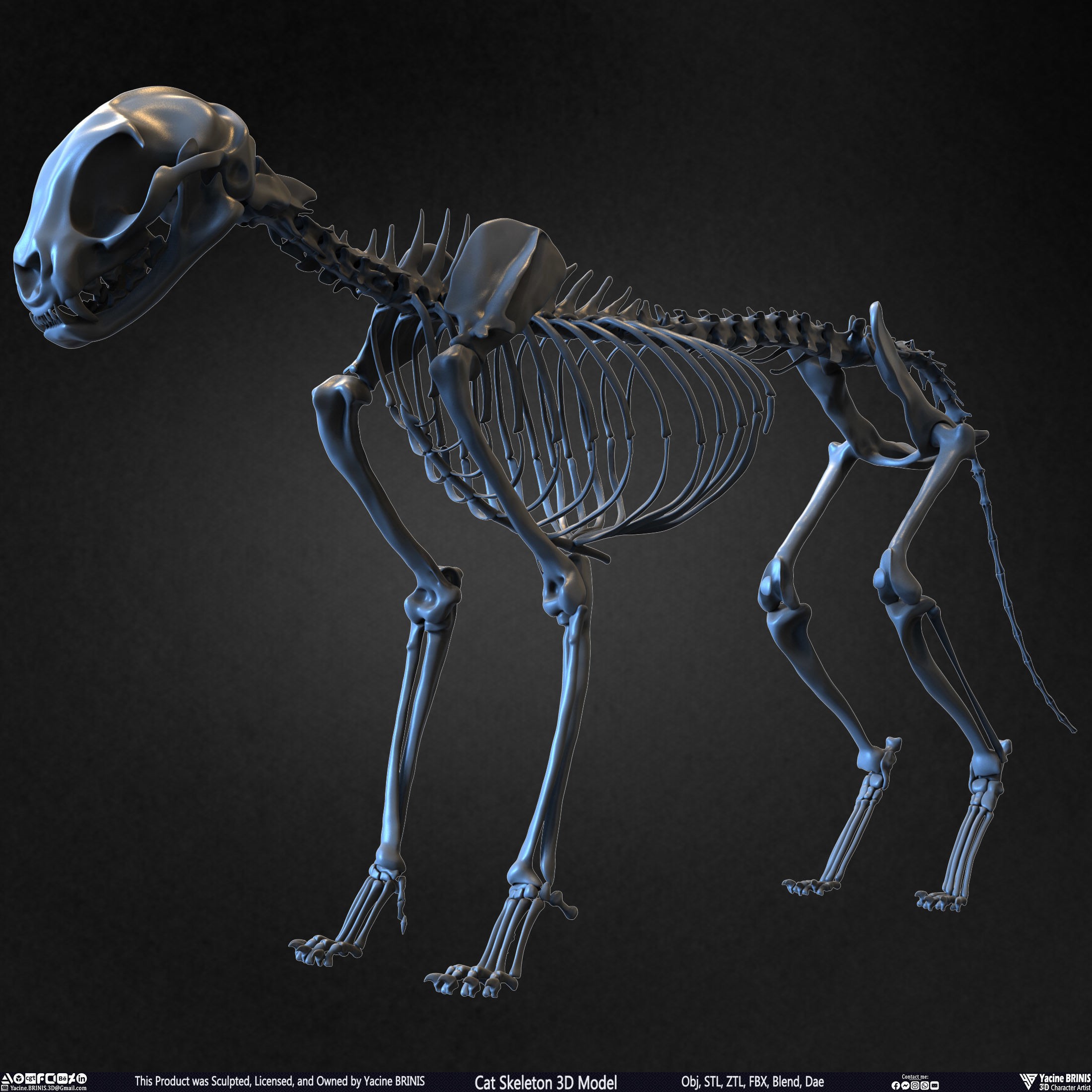 Cat Skeleton - Low-Poly Game-Ready 3D Model - View 11