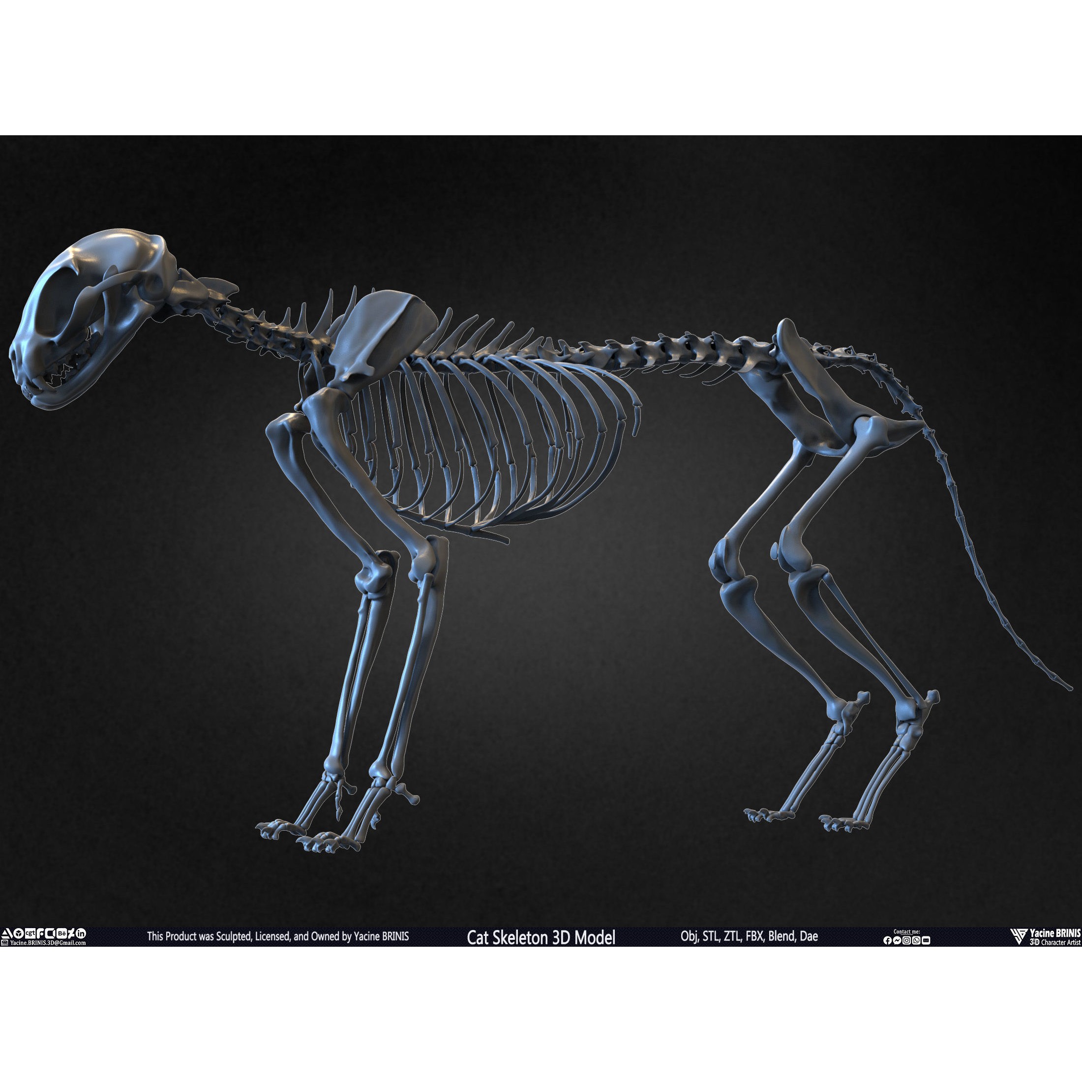 Cat Skeleton - Low-Poly Game-Ready 3D Model - View 12