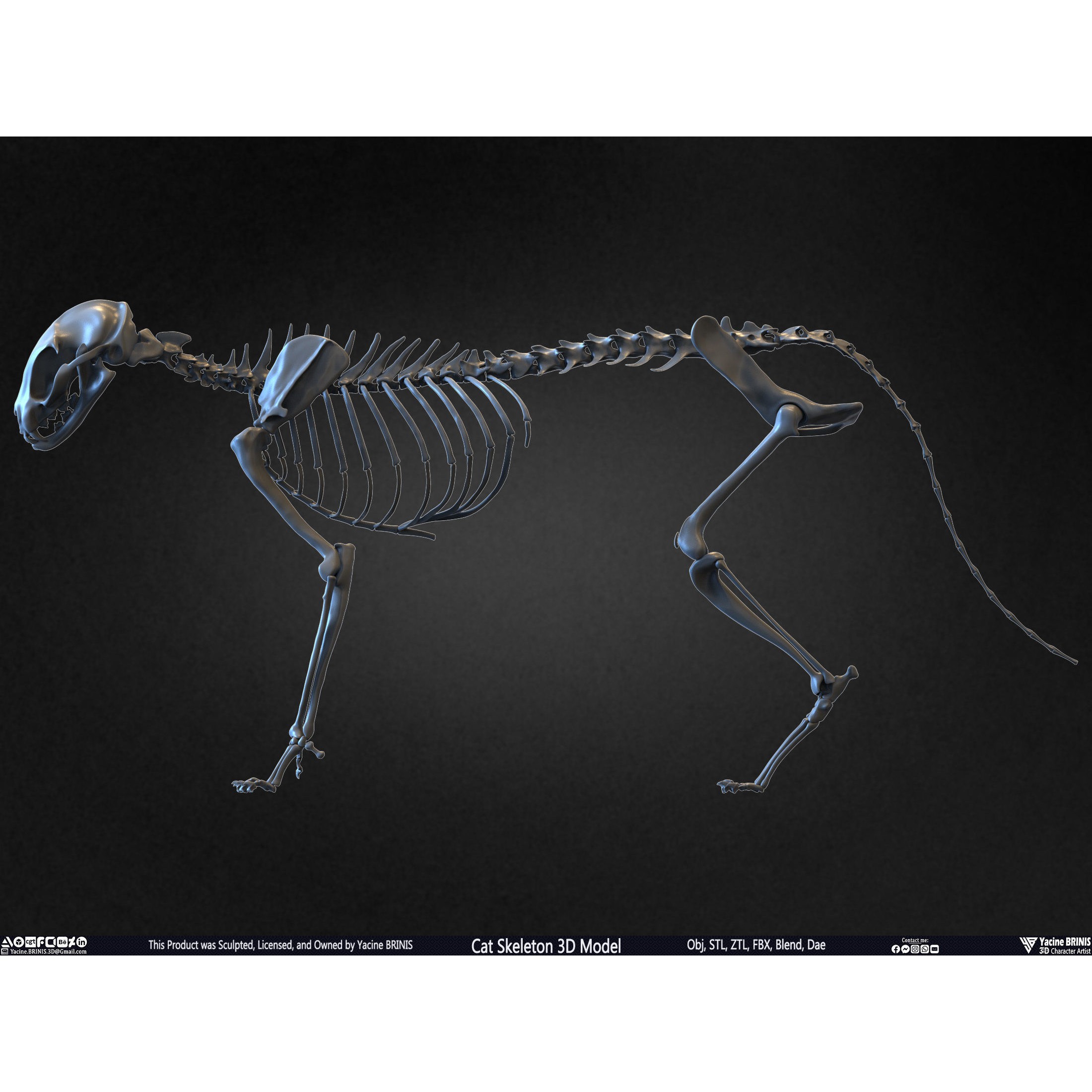 Cat Skeleton - Low-Poly Game-Ready 3D Model - View 13