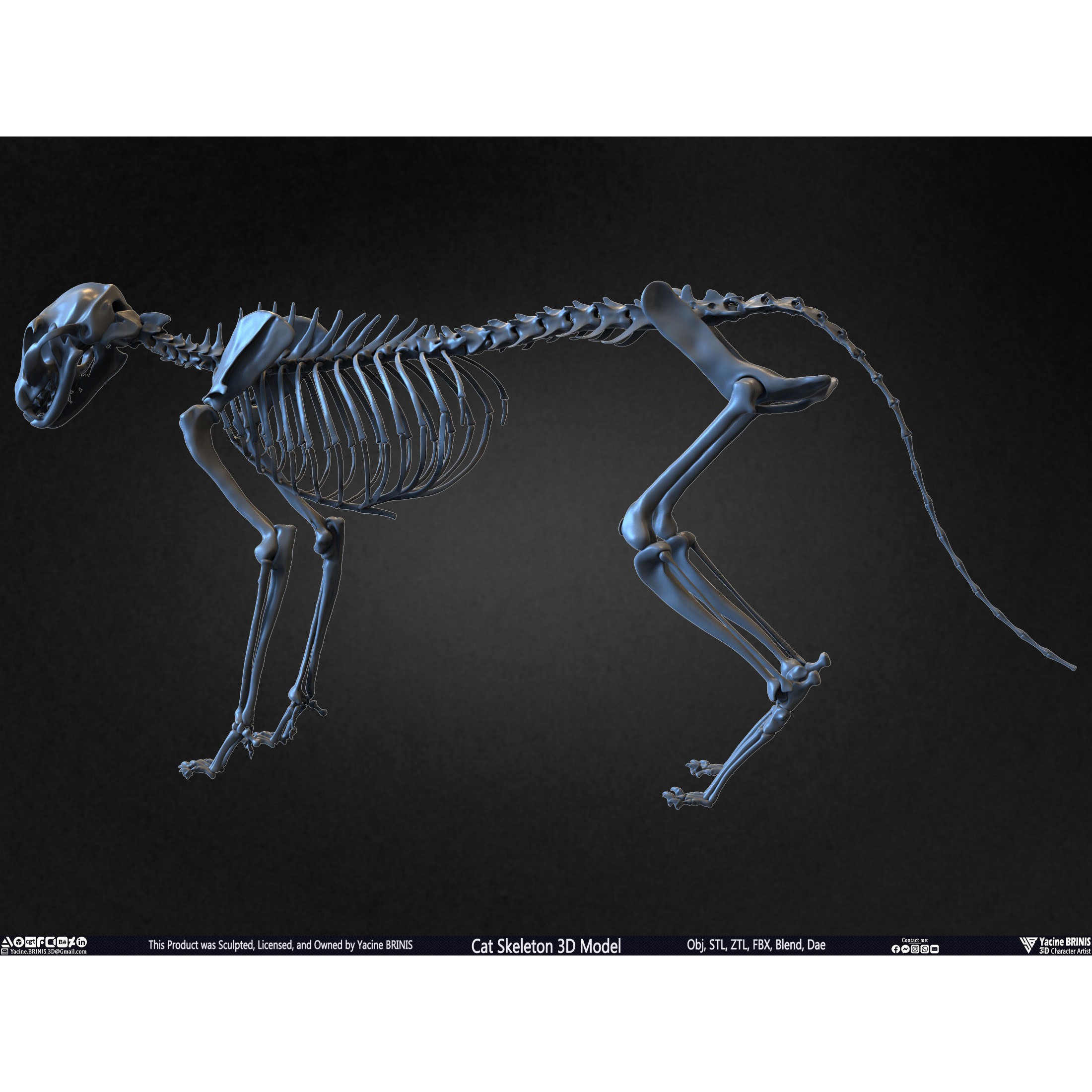 Cat Skeleton - Low-Poly Game-Ready 3D Model - View 14