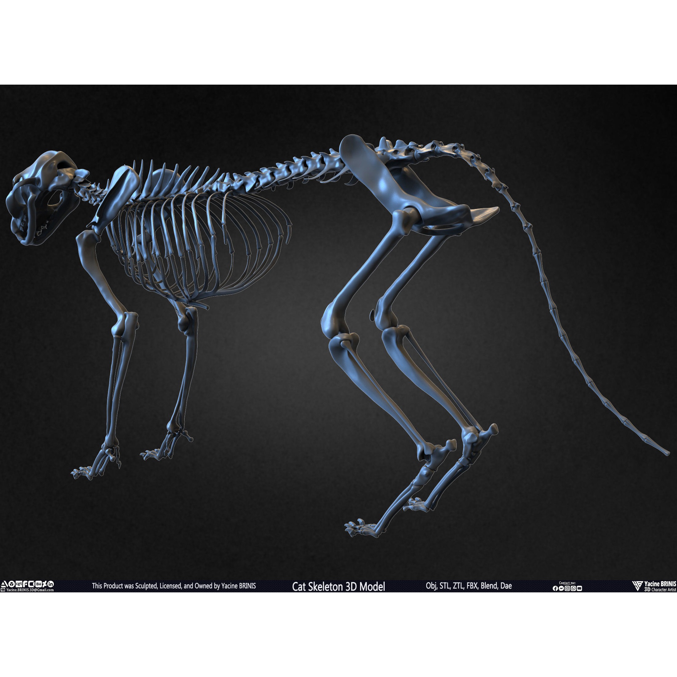 Cat Skeleton - Low-Poly Game-Ready 3D Model - View 15
