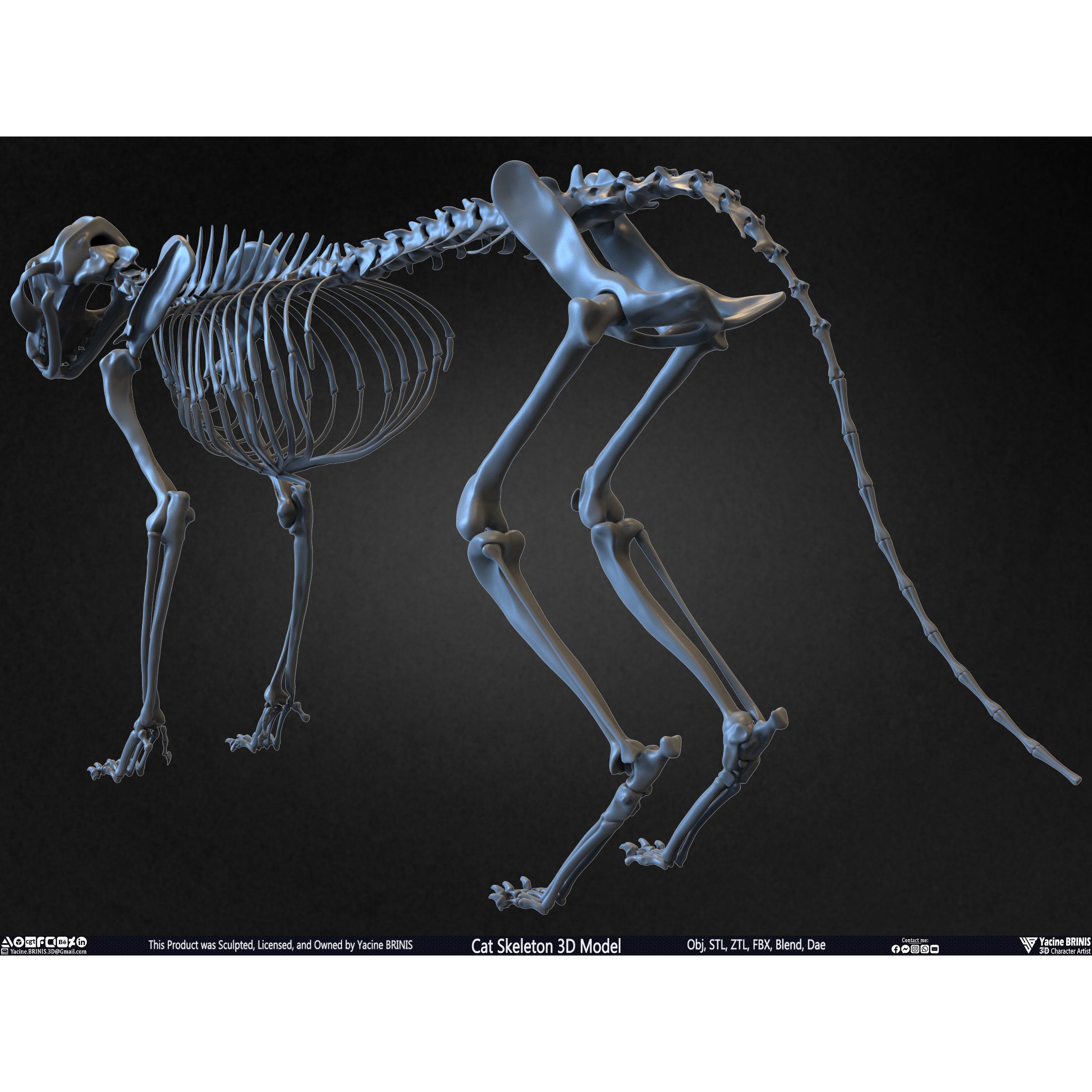 Cat Skeleton - Low-Poly Game-Ready 3D Model - View 16