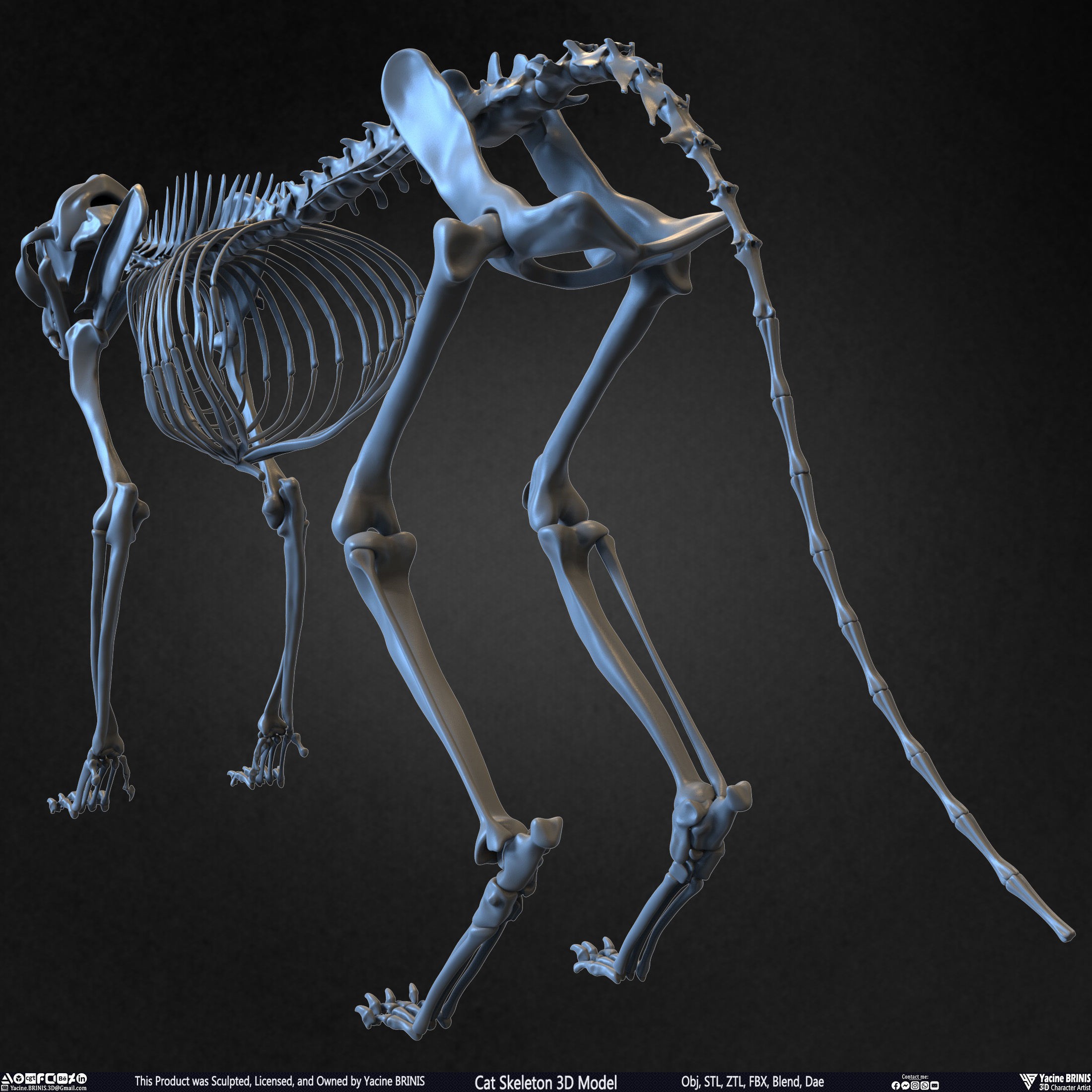 Cat Skeleton - Low-Poly Game-Ready 3D Model - View 17