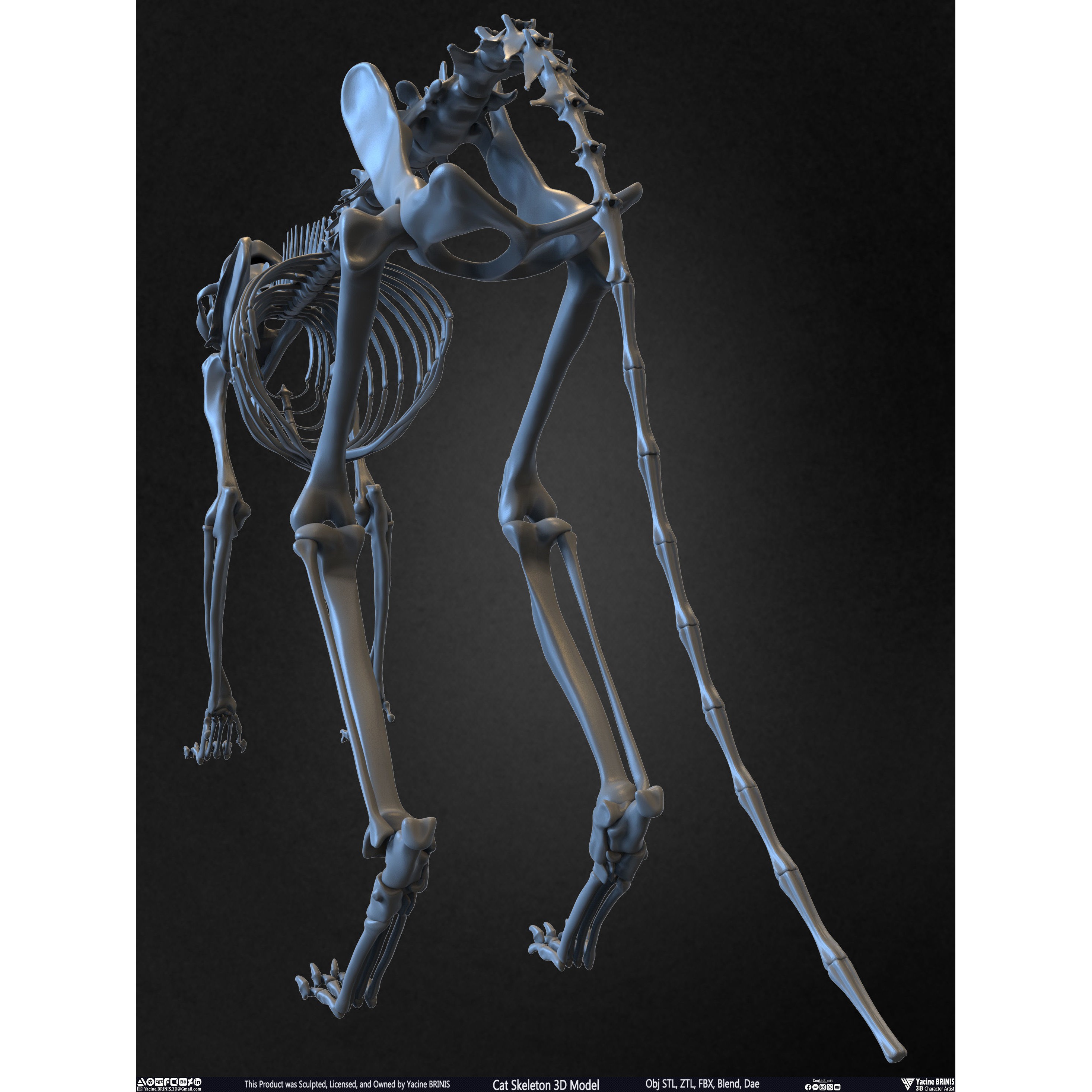 Cat Skeleton - Low-Poly Game-Ready 3D Model - View 18