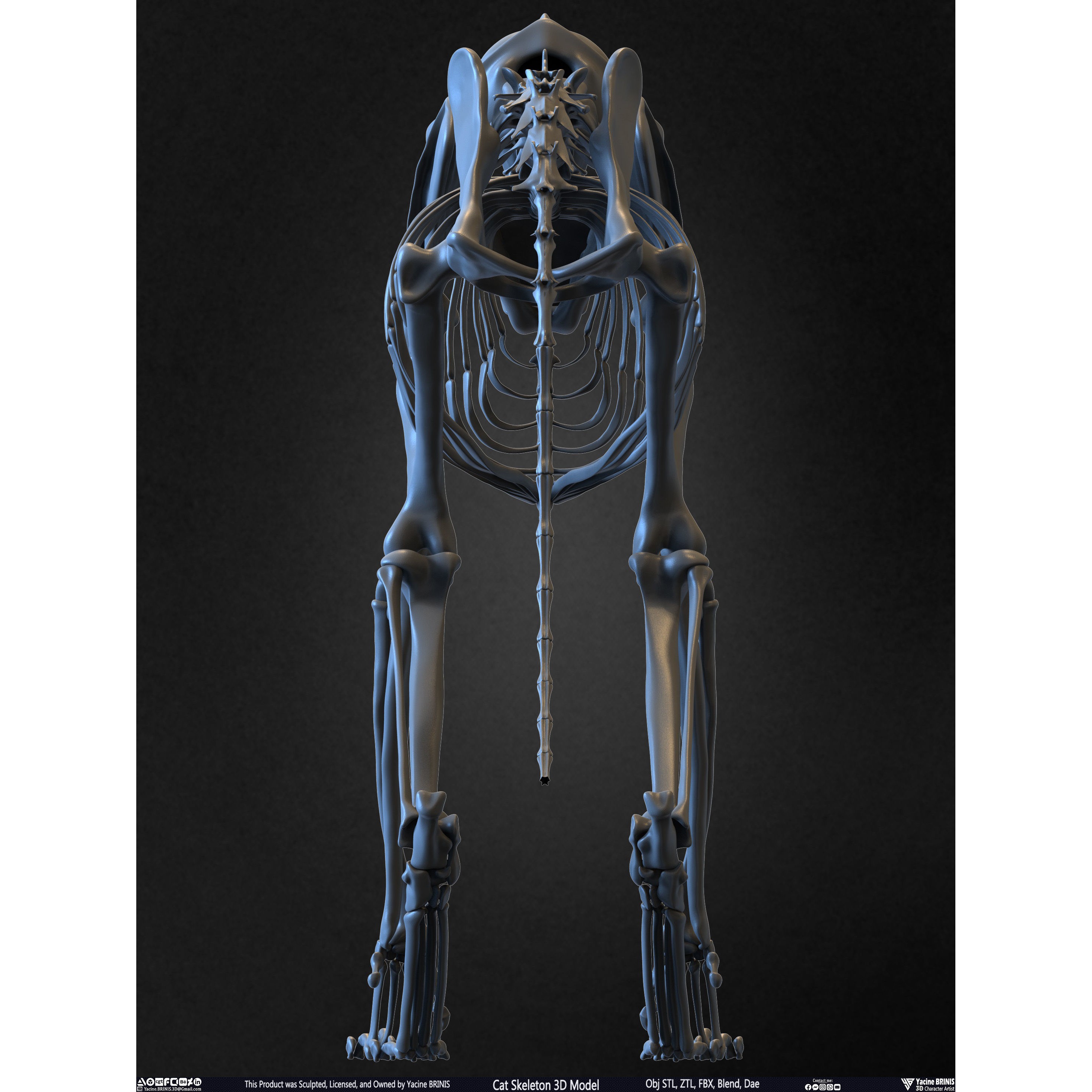 Cat Skeleton - Low-Poly Game-Ready 3D Model - View 19