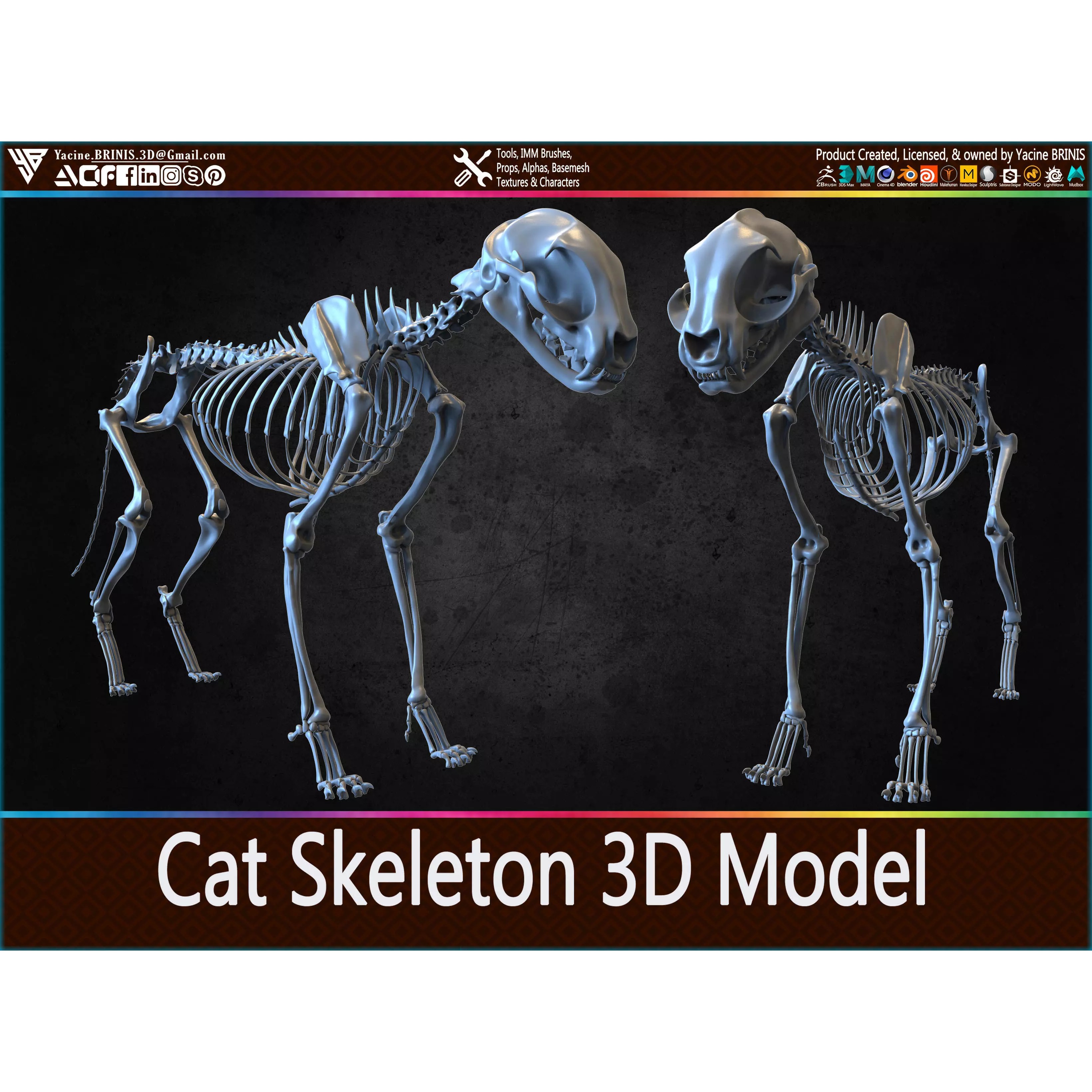 Cat Skeleton - Low-Poly Game-Ready 3D Model - View 2