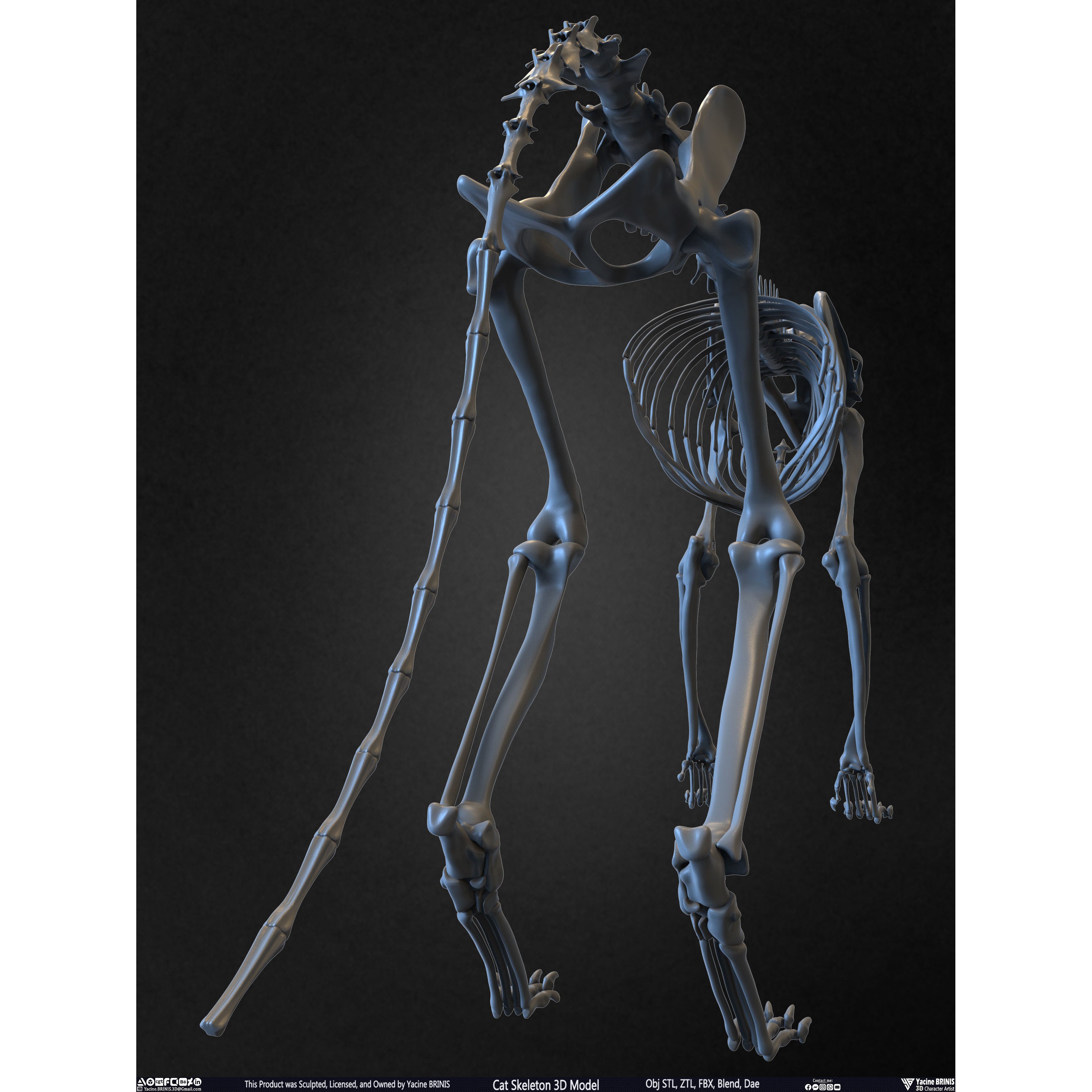 Cat Skeleton - Low-Poly Game-Ready 3D Model - View 20