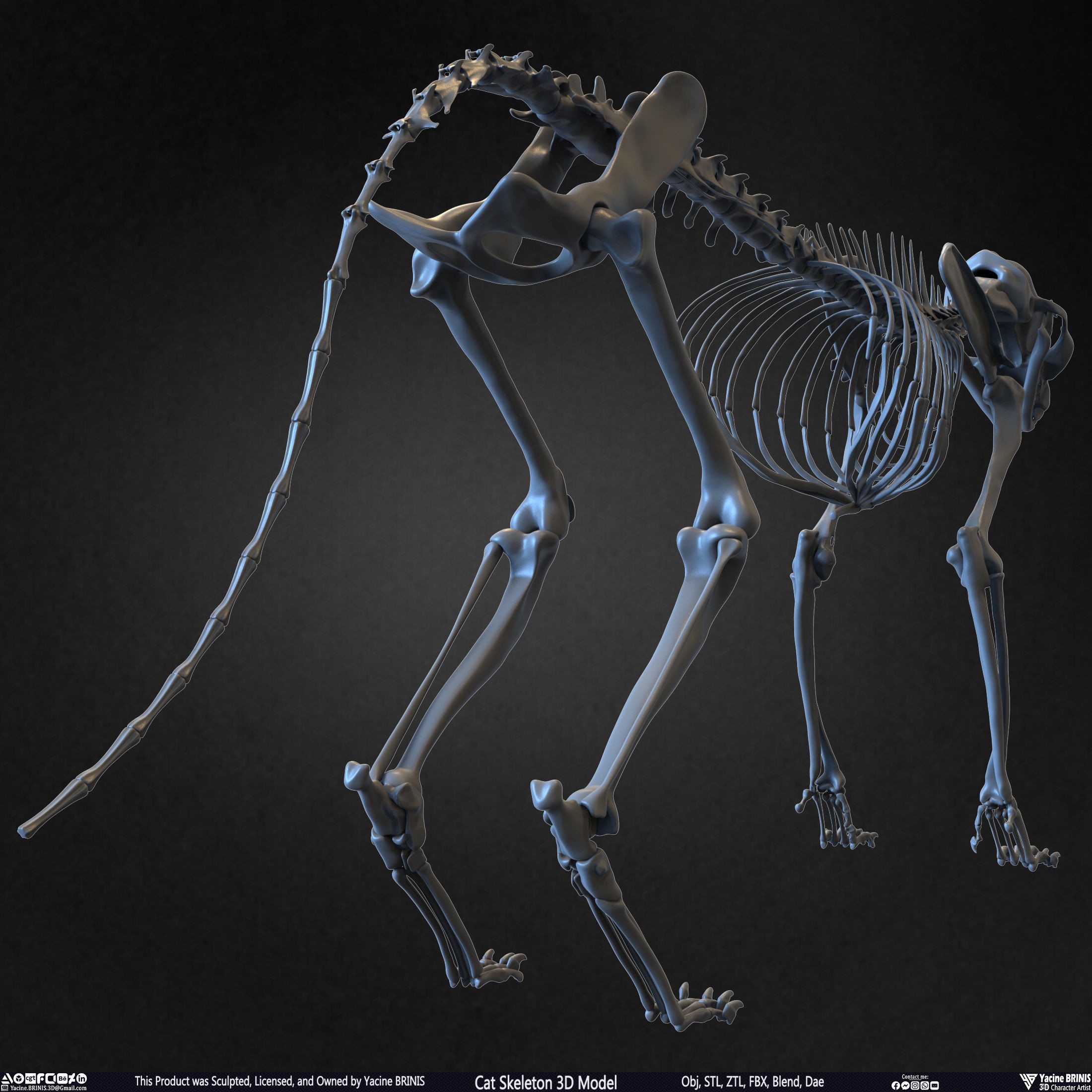 Cat Skeleton - Low-Poly Game-Ready 3D Model - View 21