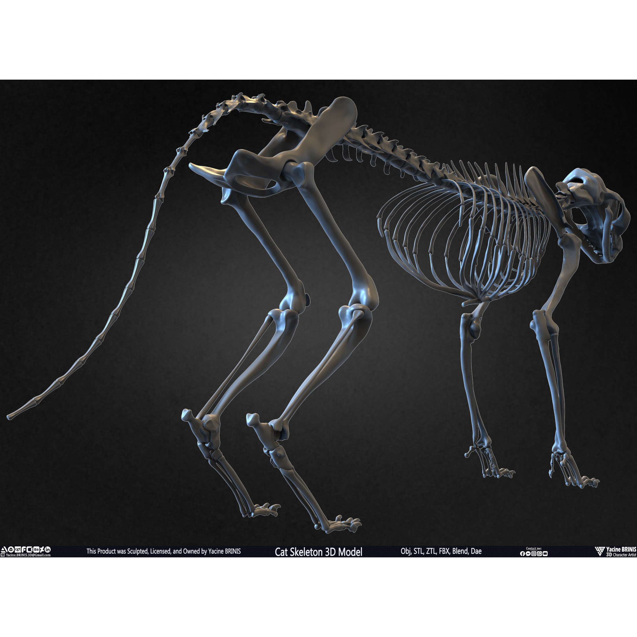 Cat Skeleton - Low-Poly Game-Ready 3D Model - View 22