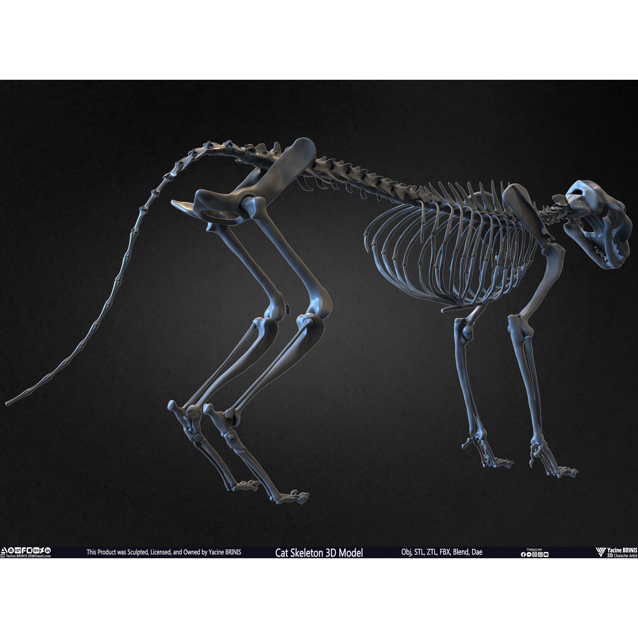 Cat Skeleton - Low-Poly Game-Ready 3D Model - View 23