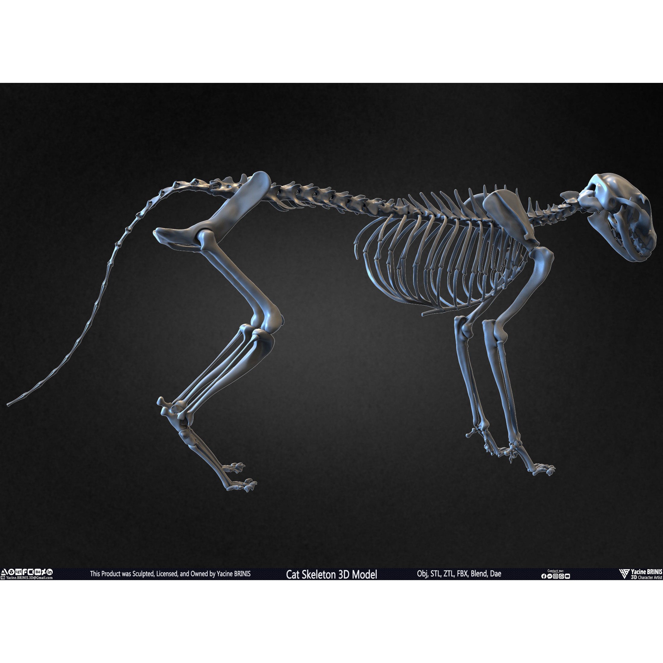Cat Skeleton - Low-Poly Game-Ready 3D Model - View 24