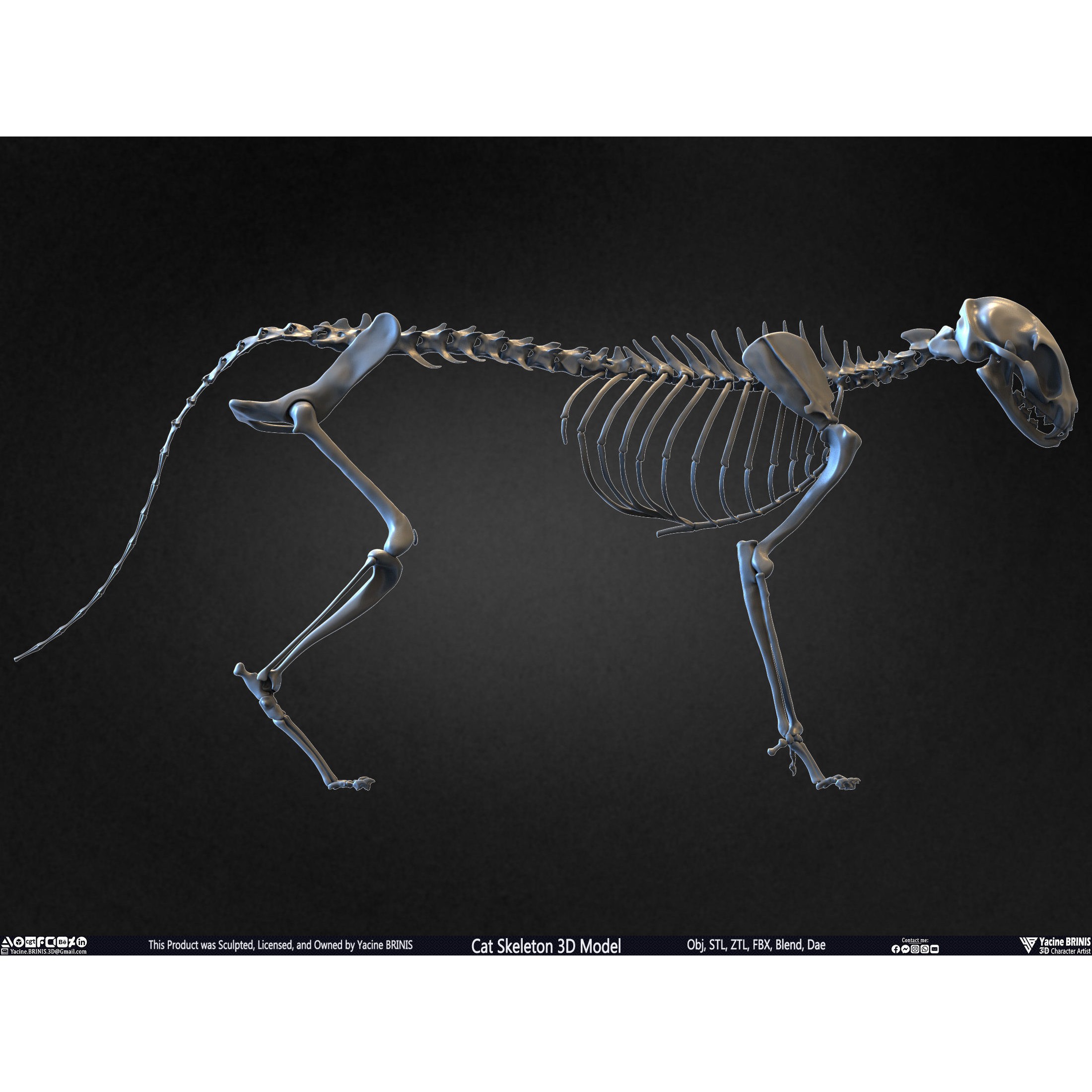 Cat Skeleton - Low-Poly Game-Ready 3D Model - View 25