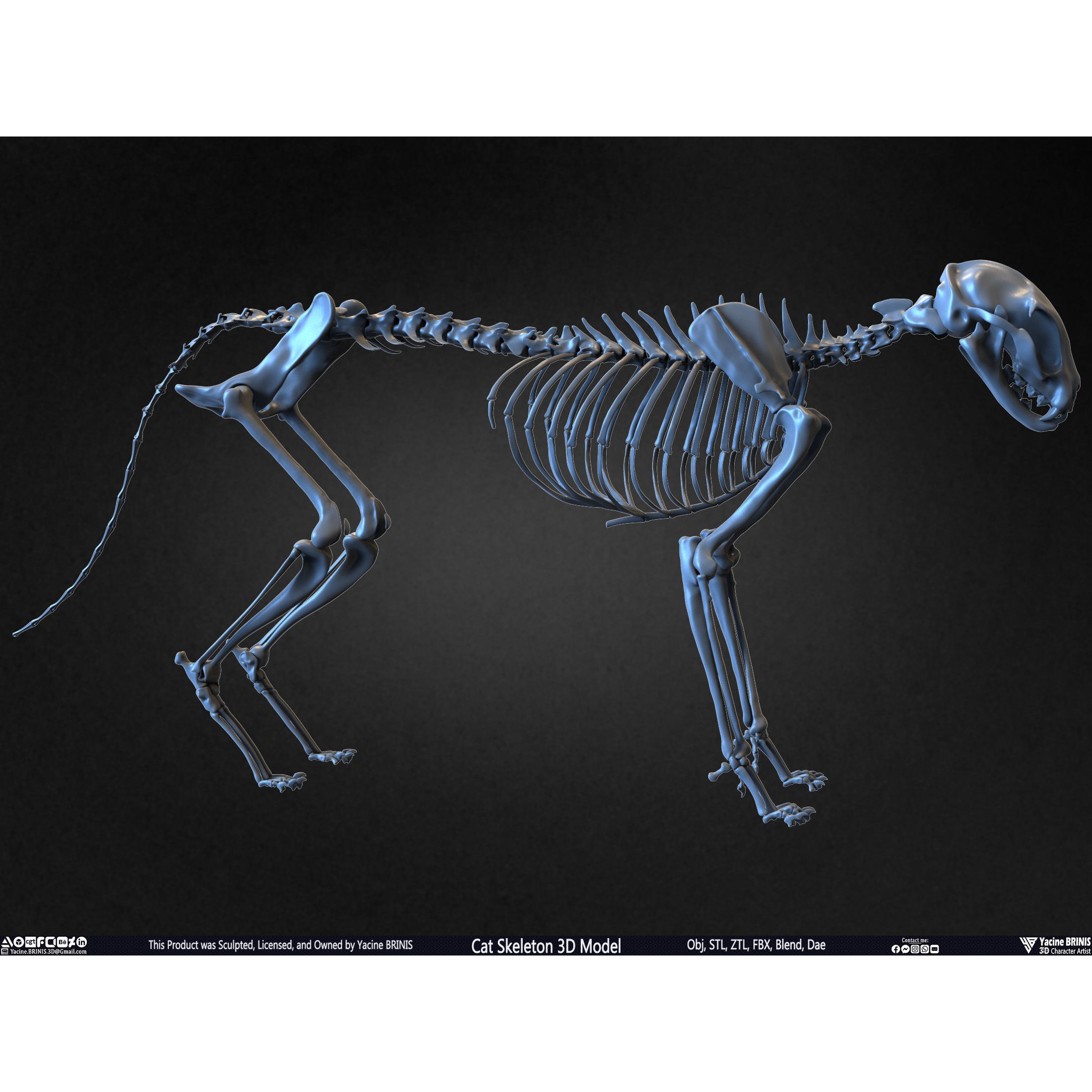Cat Skeleton - Low-Poly Game-Ready 3D Model - View 26