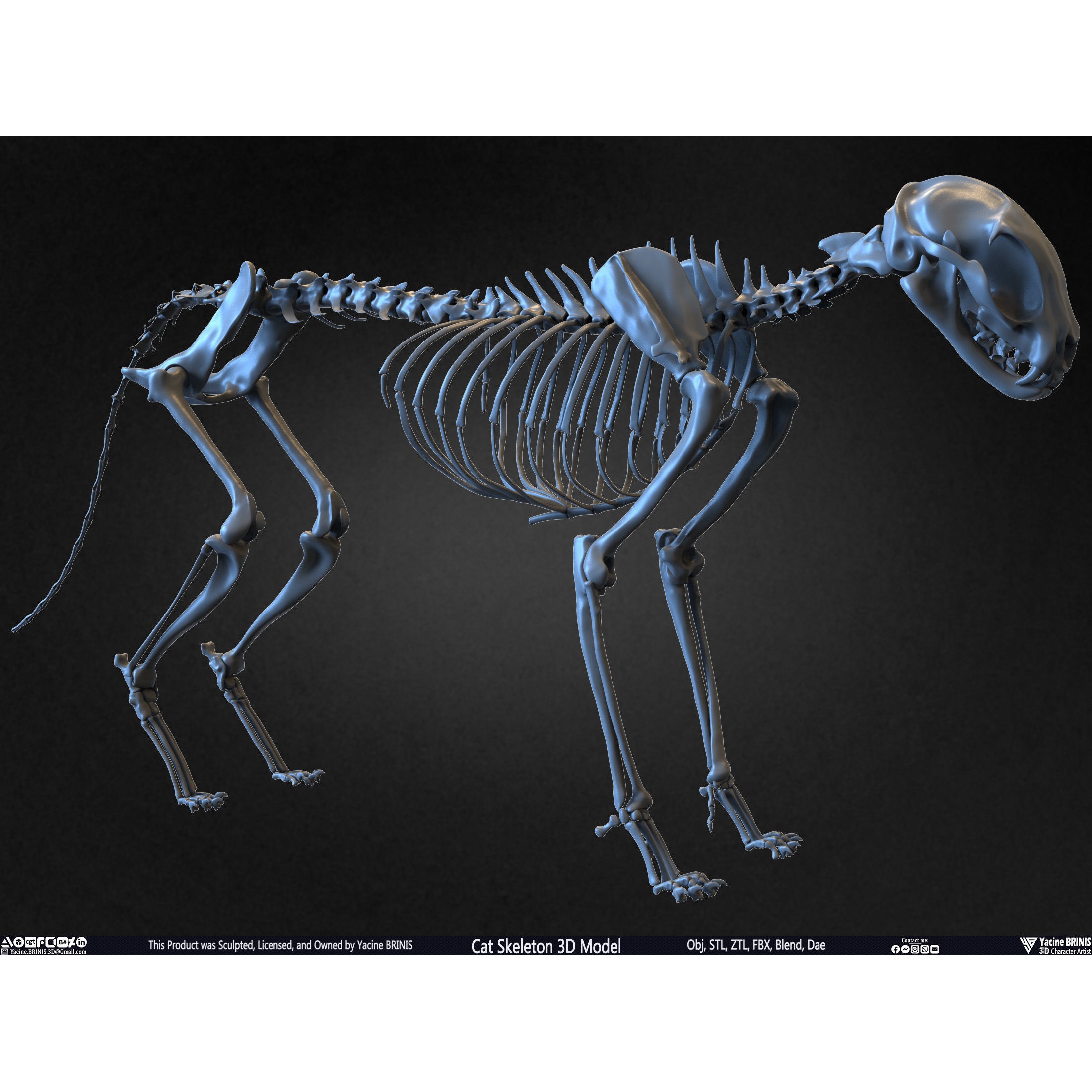 Cat Skeleton - Low-Poly Game-Ready 3D Model - View 27