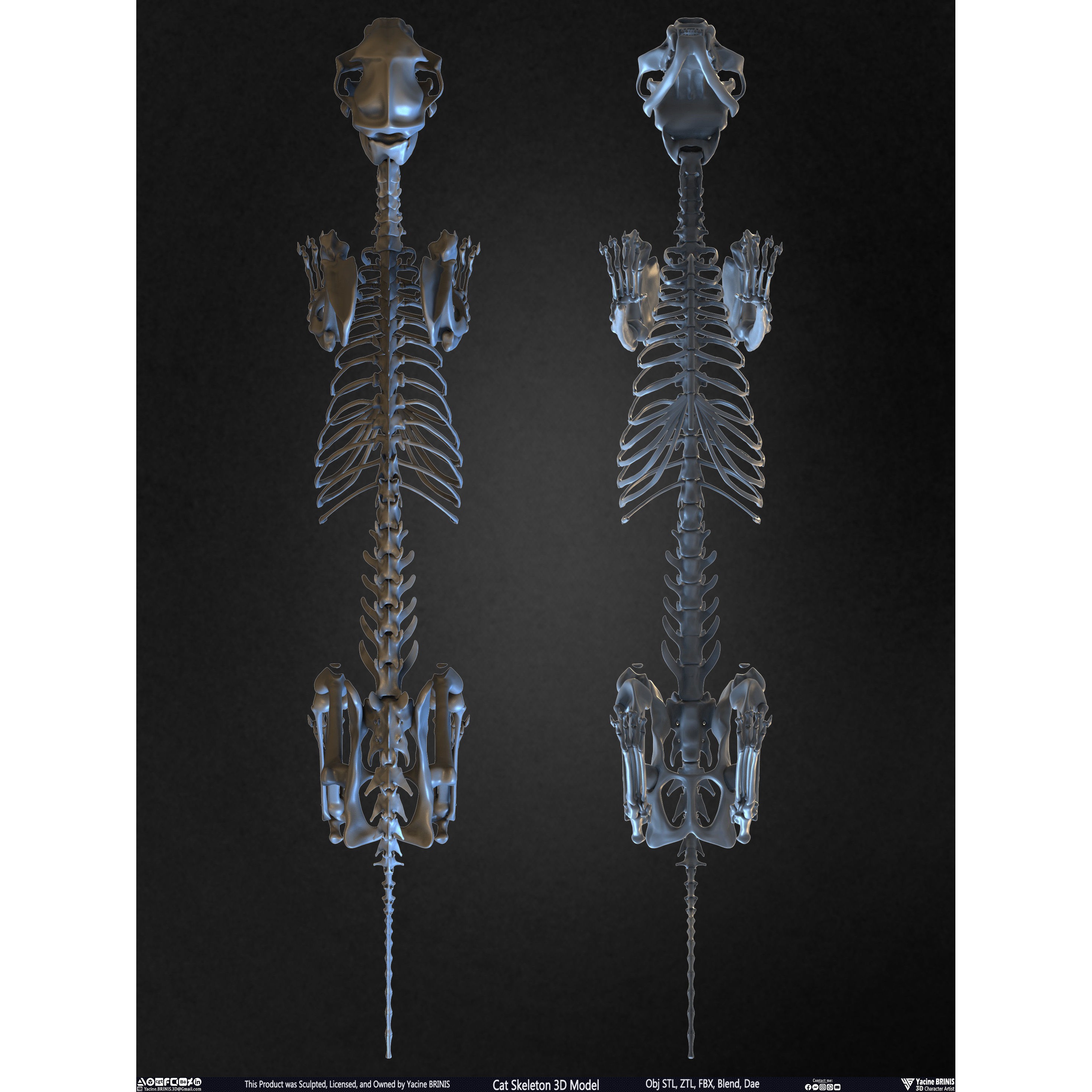 Cat Skeleton - Low-Poly Game-Ready 3D Model - View 28