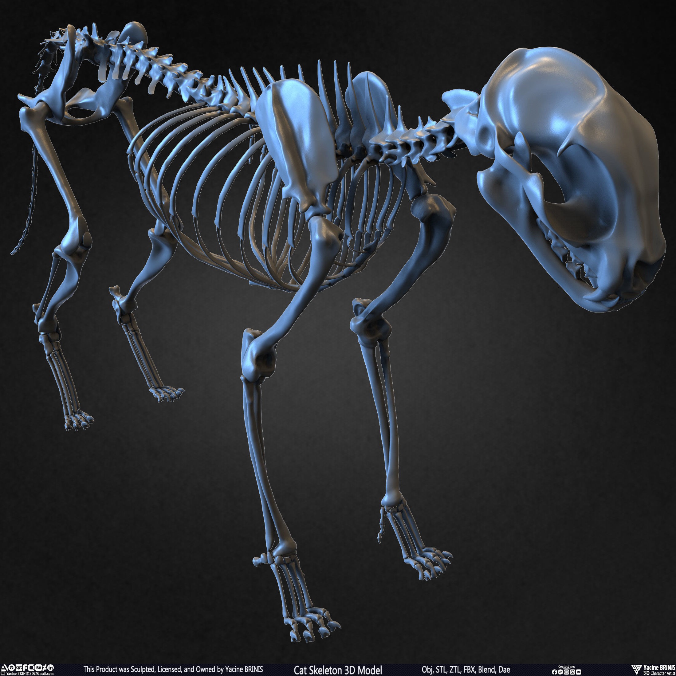Cat Skeleton - Low-Poly Game-Ready 3D Model - View 29