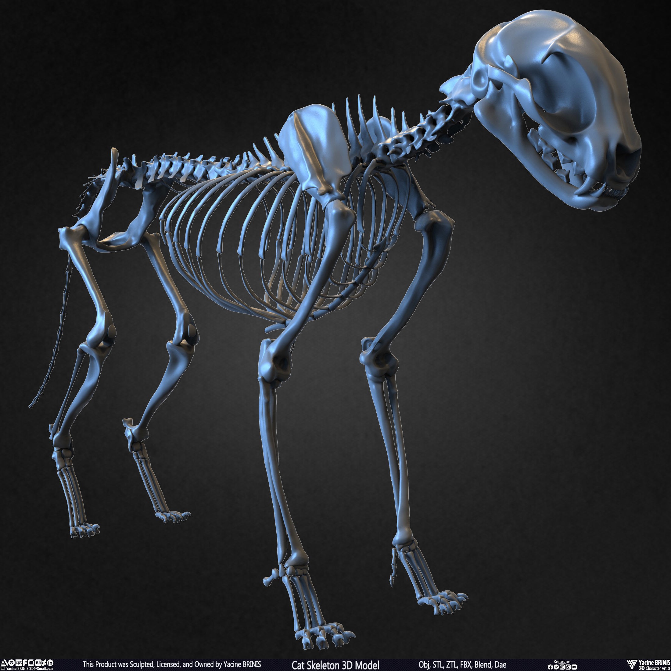 Cat Skeleton - Low-Poly Game-Ready 3D Model - View 3