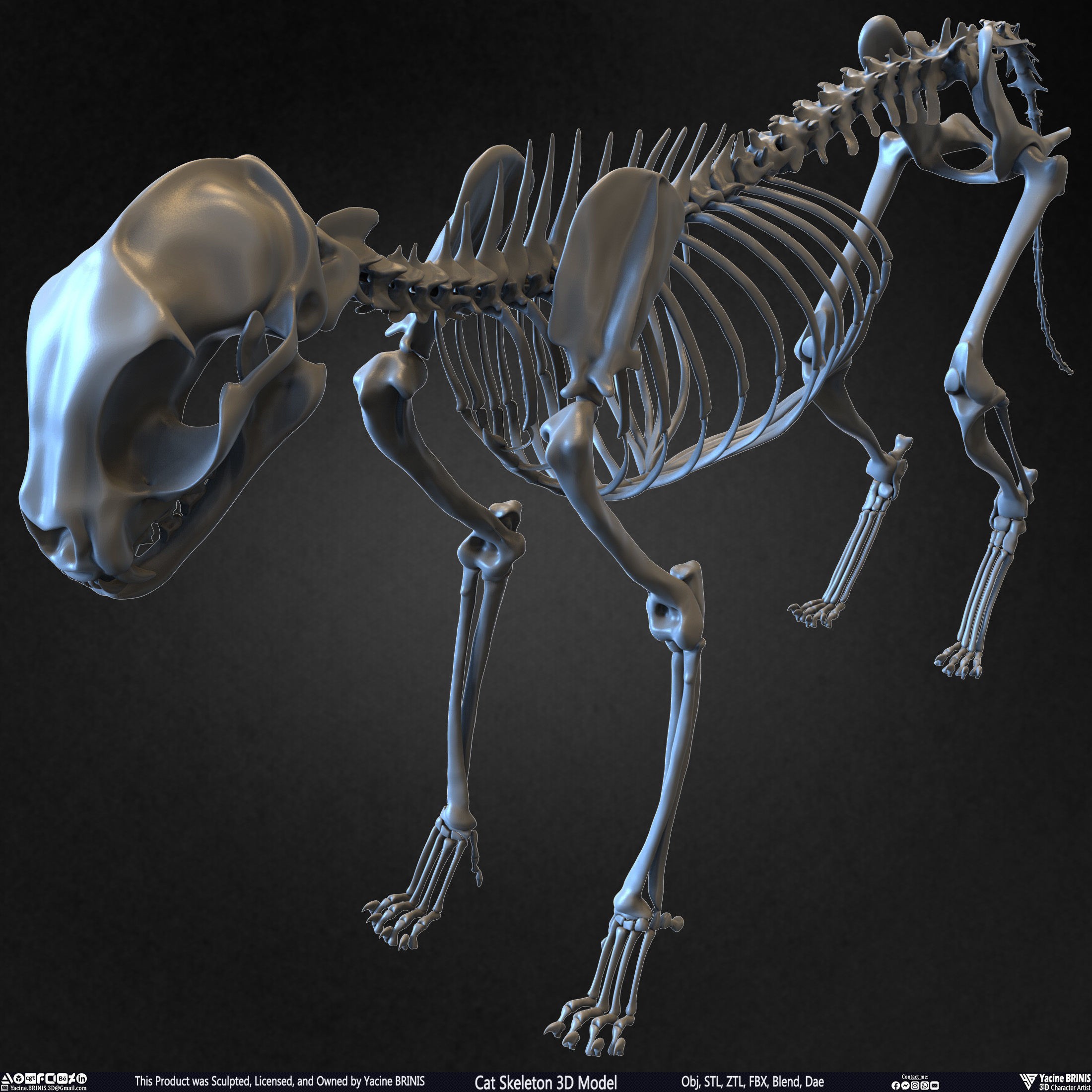 Cat Skeleton - Low-Poly Game-Ready 3D Model - View 30