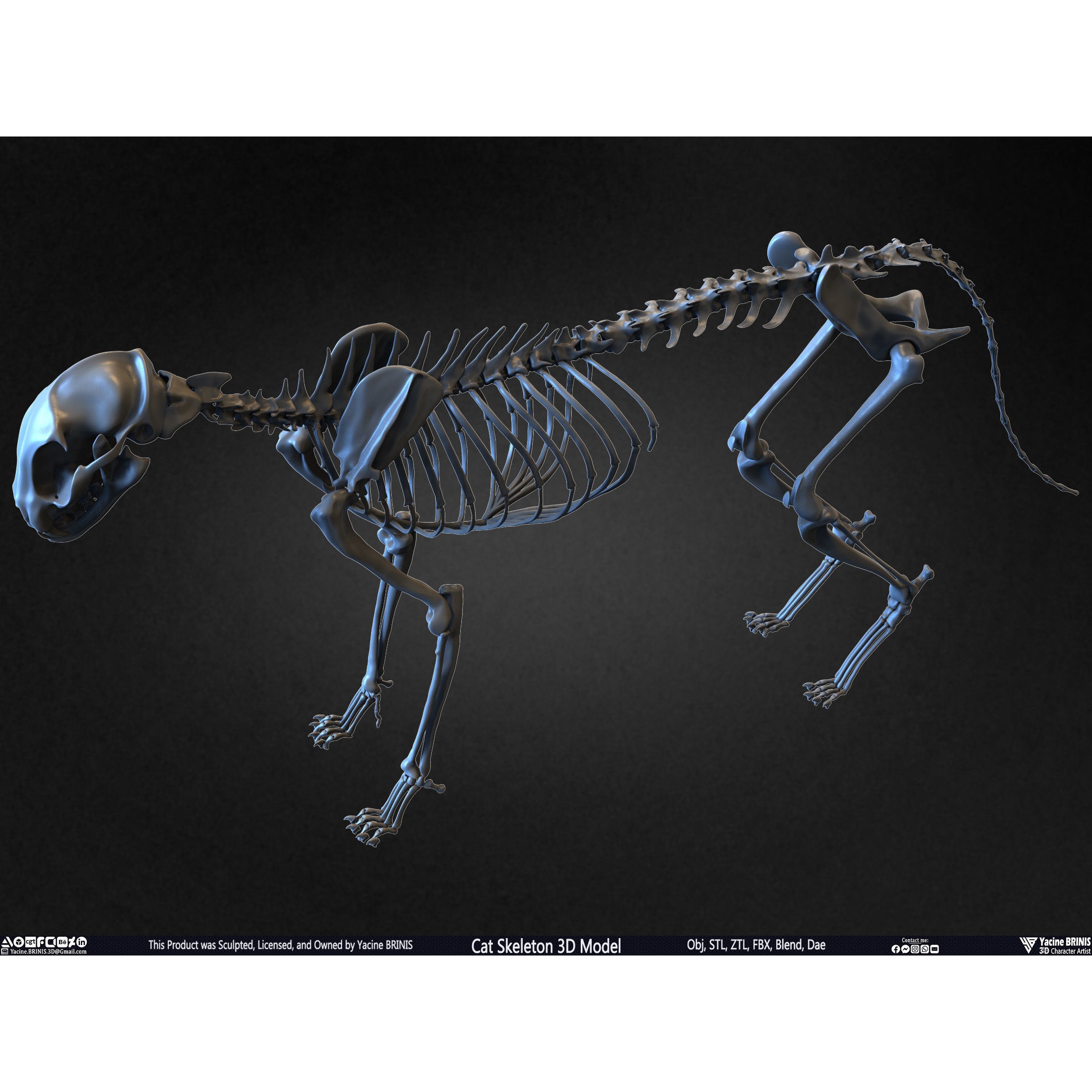 Cat Skeleton - Low-Poly Game-Ready 3D Model - View 31