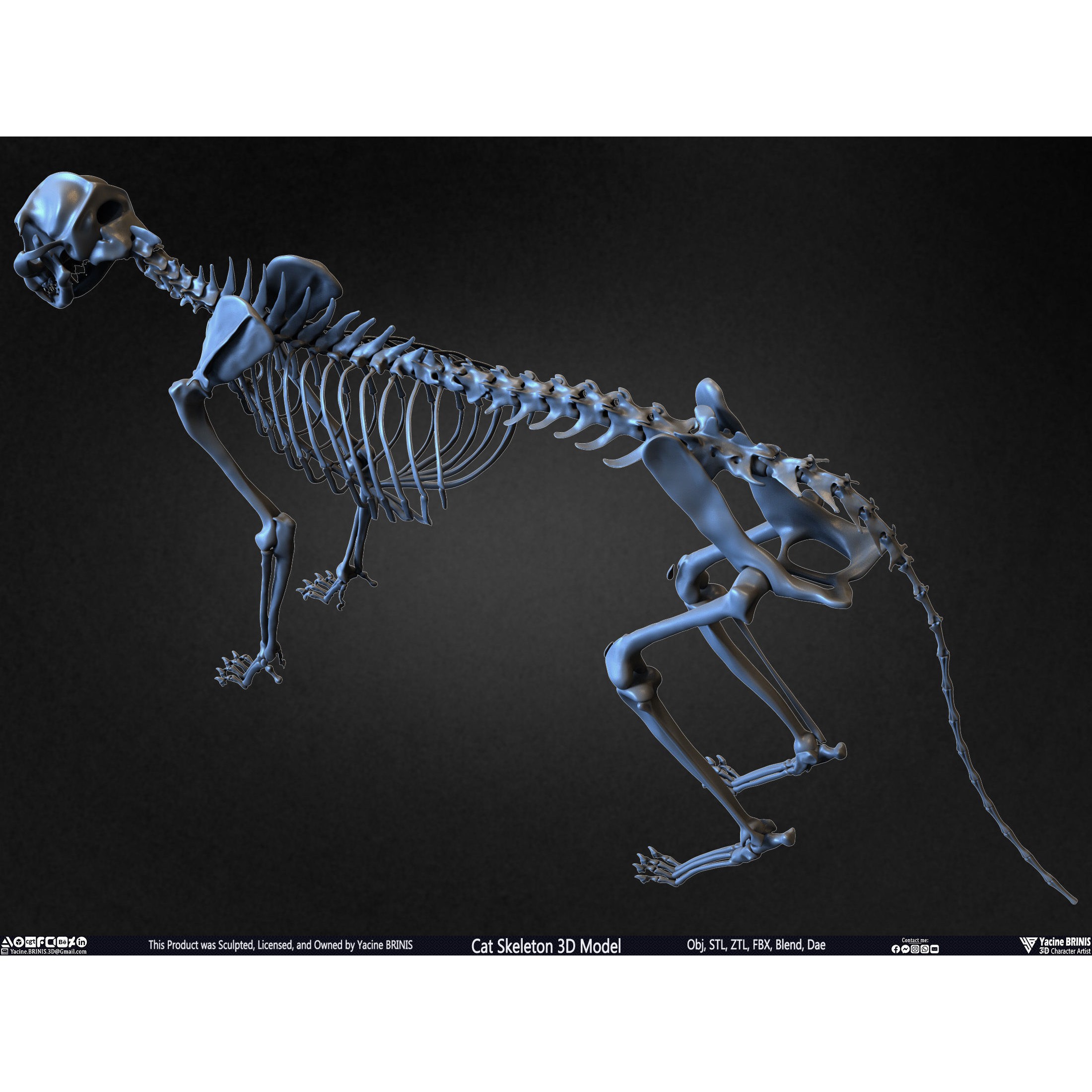 Cat Skeleton - Low-Poly Game-Ready 3D Model - View 32