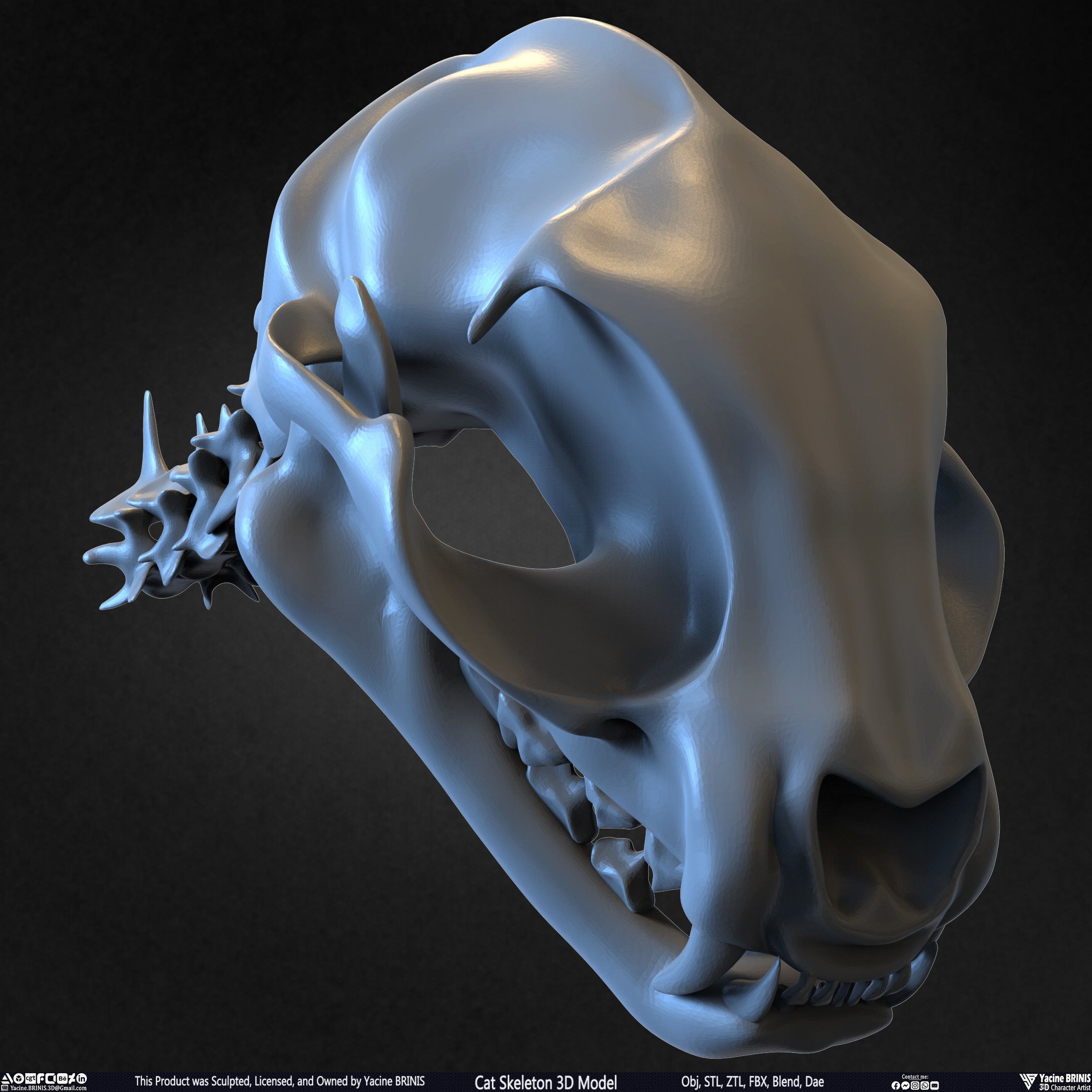 Cat Skeleton - Low-Poly Game-Ready 3D Model - View 33