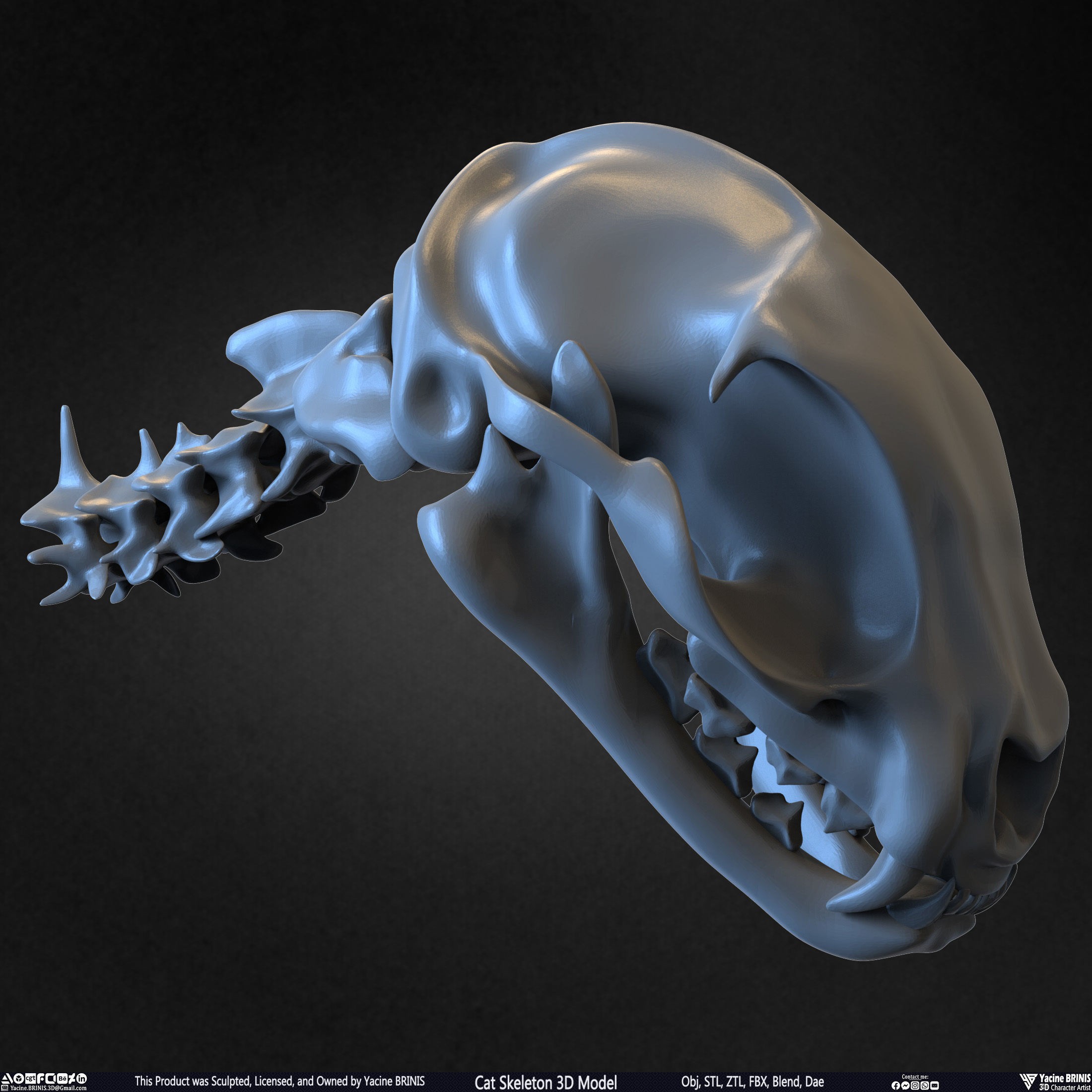 Cat Skeleton - Low-Poly Game-Ready 3D Model - View 34