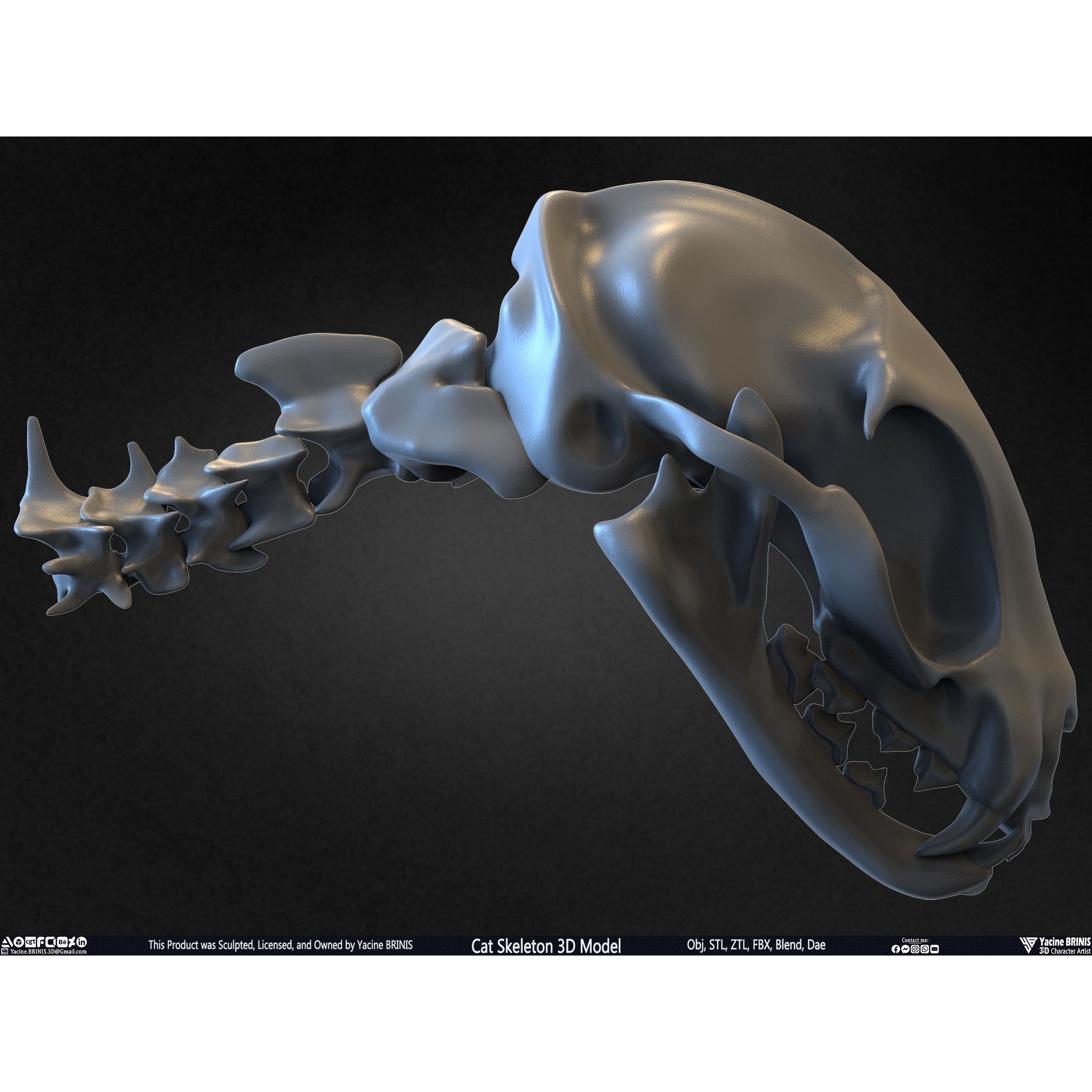 Cat Skeleton - Low-Poly Game-Ready 3D Model - View 35