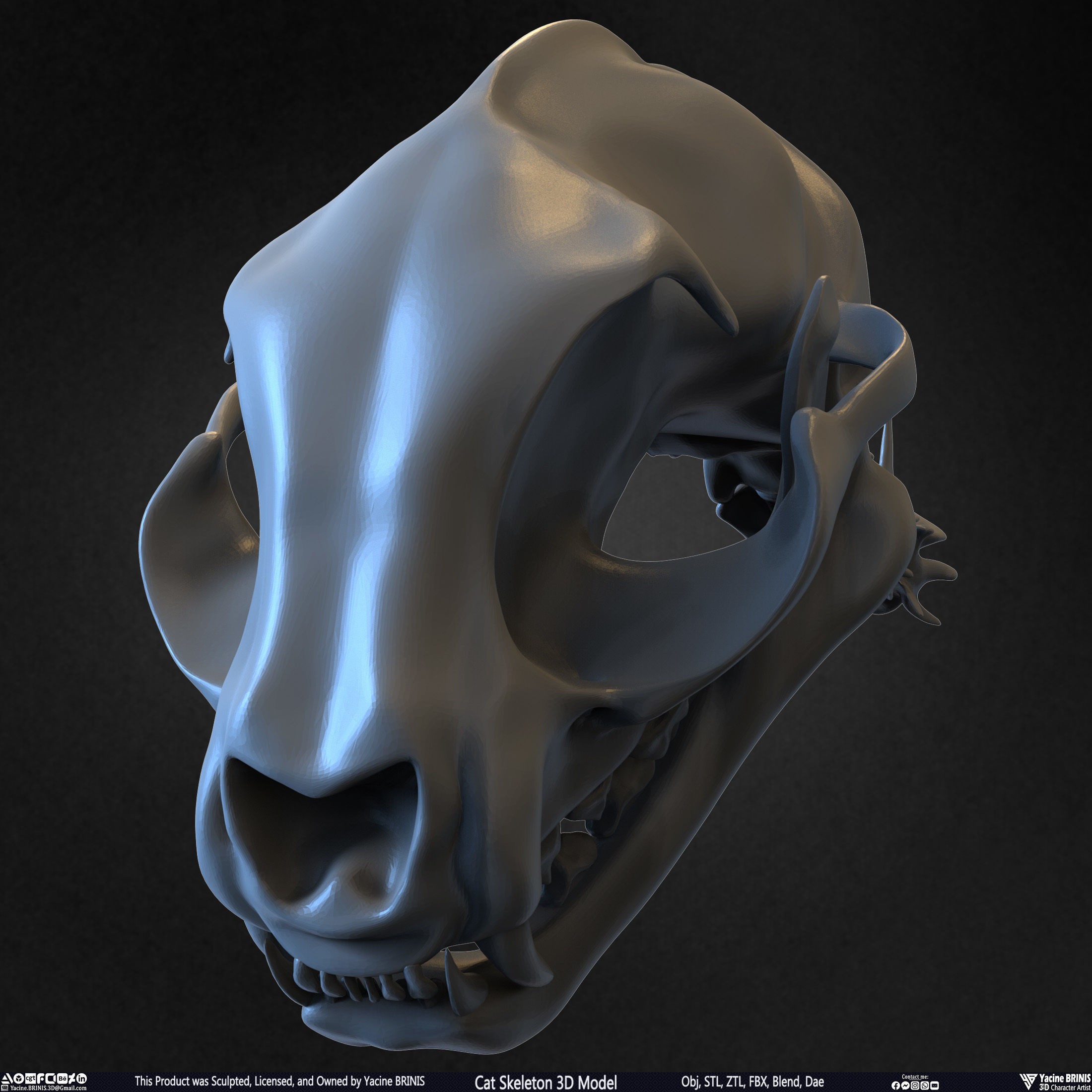 Cat Skeleton - Low-Poly Game-Ready 3D Model - View 37